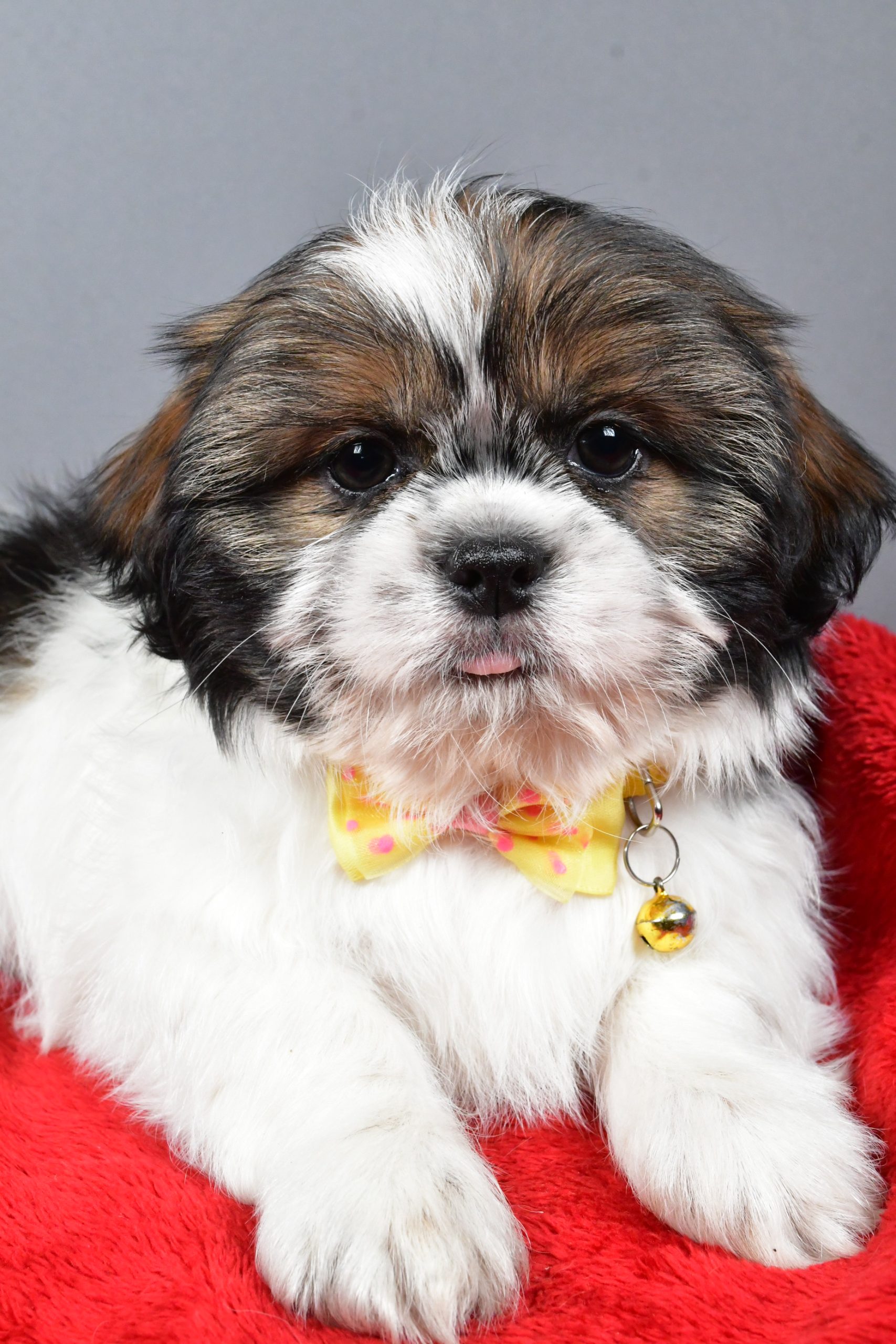 Mr Bo The Shihtzu - Image 3