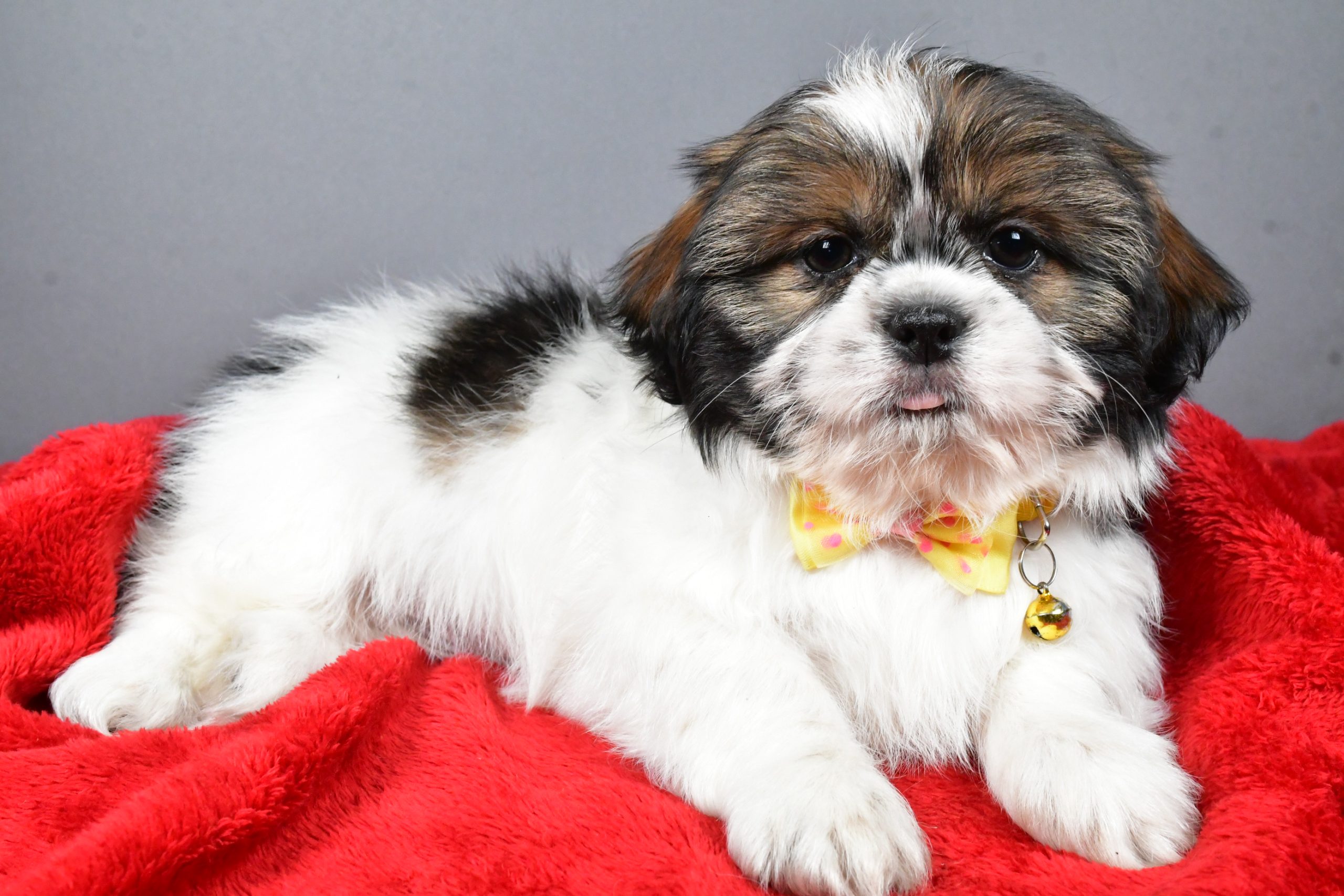 Mr Bo The Shihtzu - Image 5
