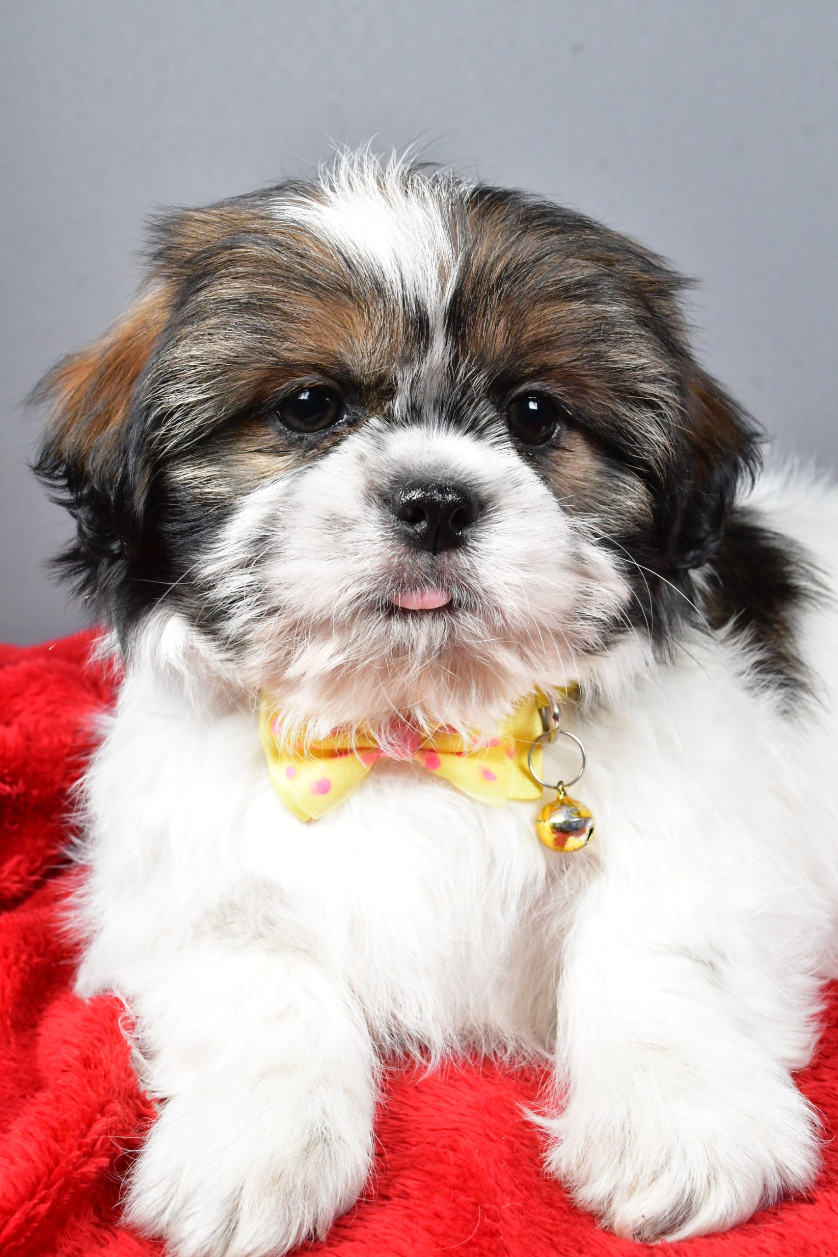 Mr Bo The Shihtzu - Image 4