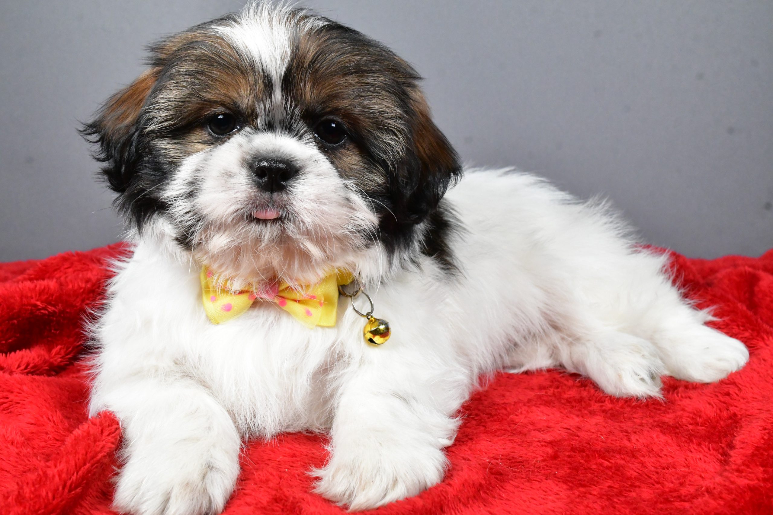 Mr Bo The Shihtzu - Image 6
