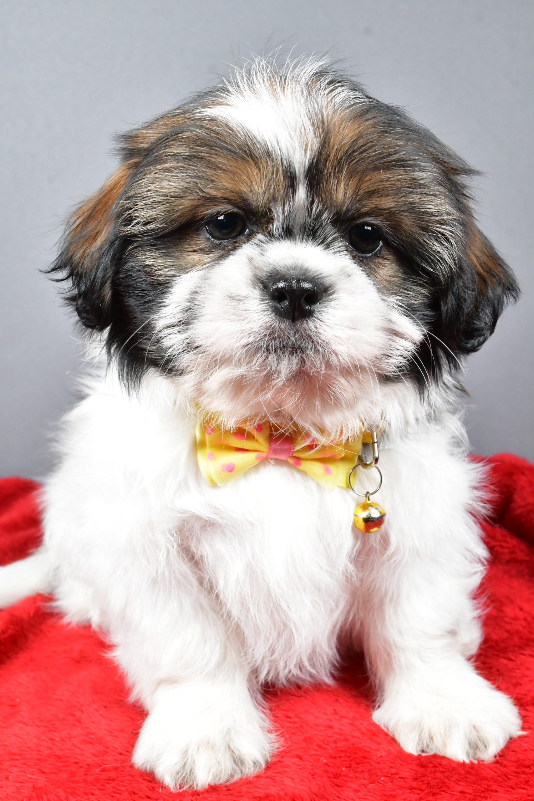 Mr Bo The Shihtzu