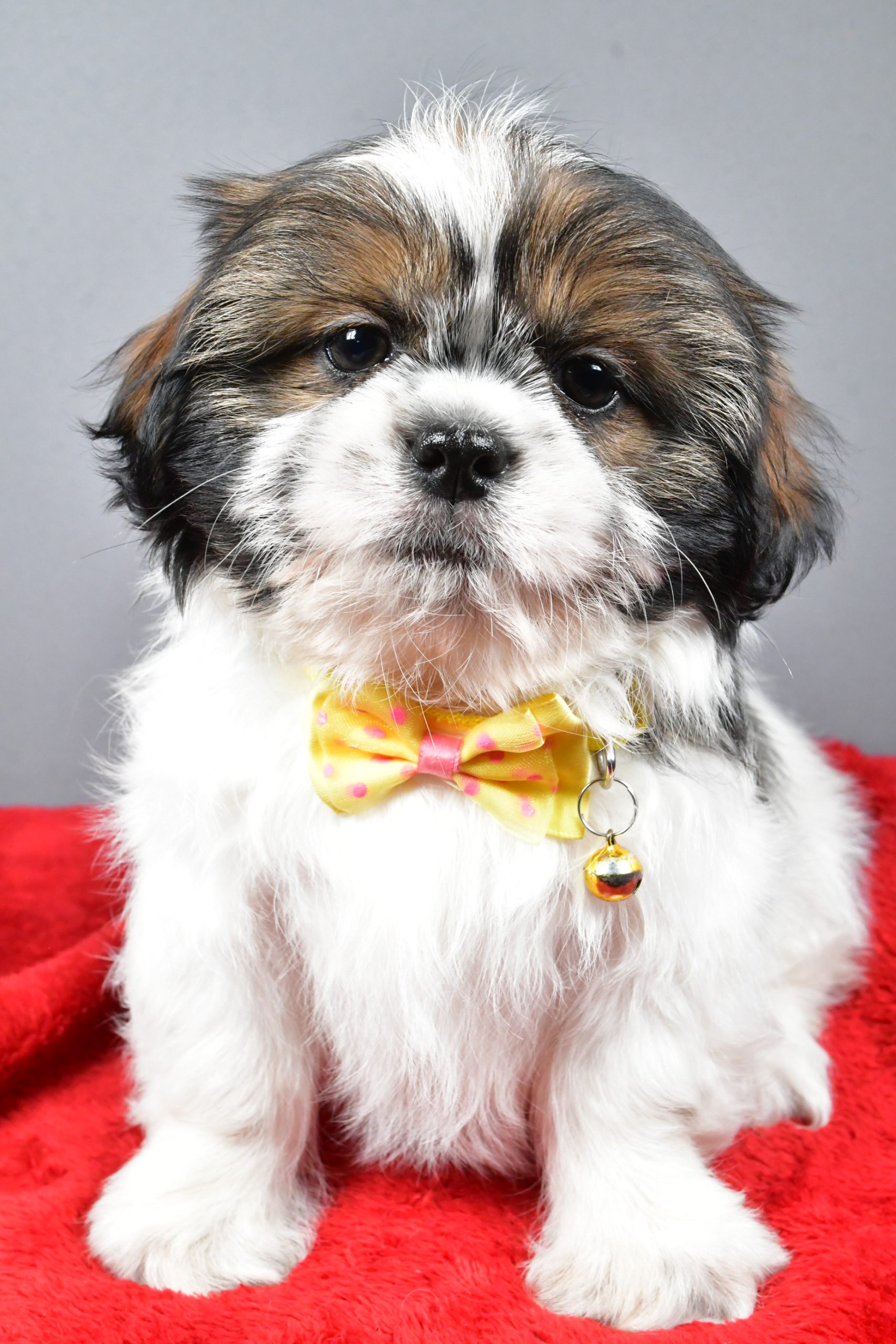 Mr Bo The Shihtzu - Image 2