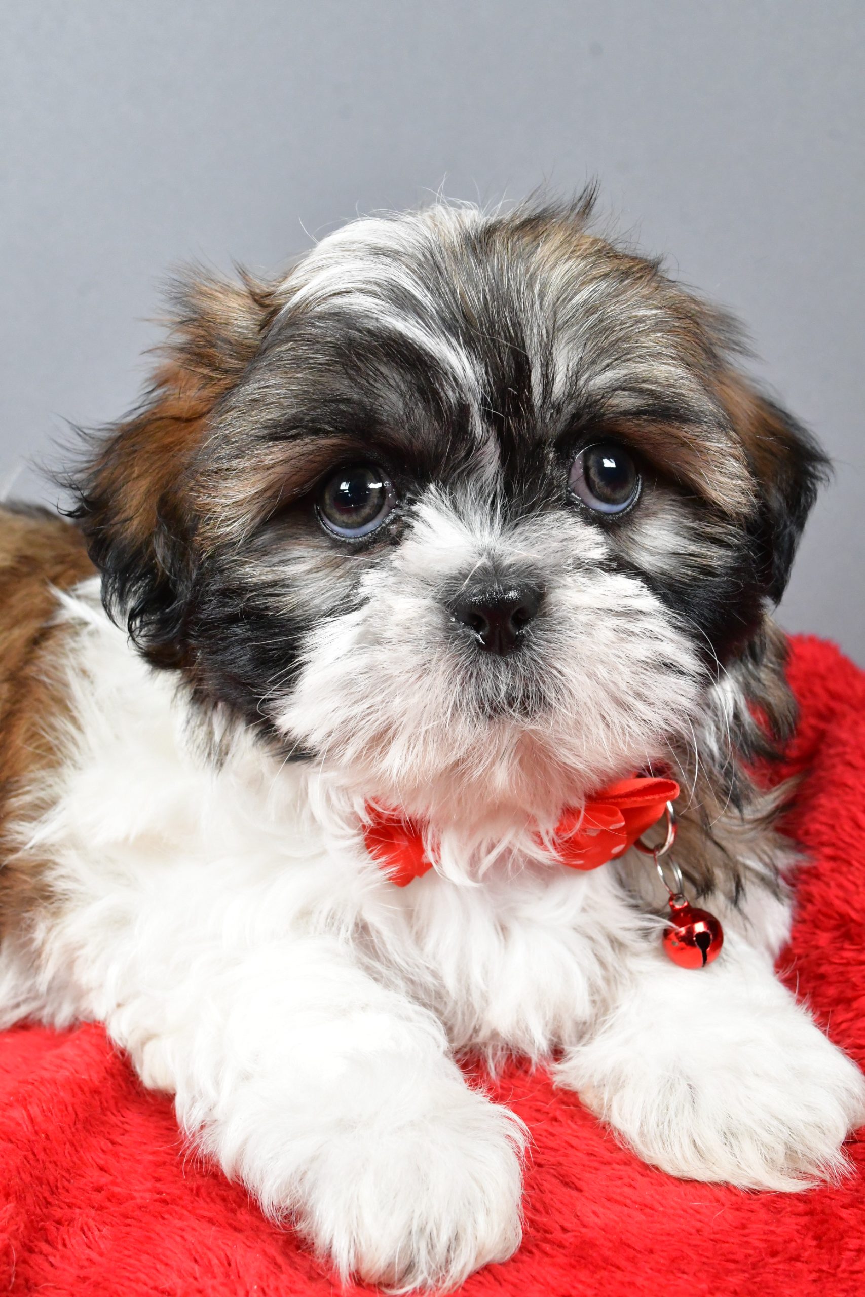 Mr Bob The Shihtzu - Image 6