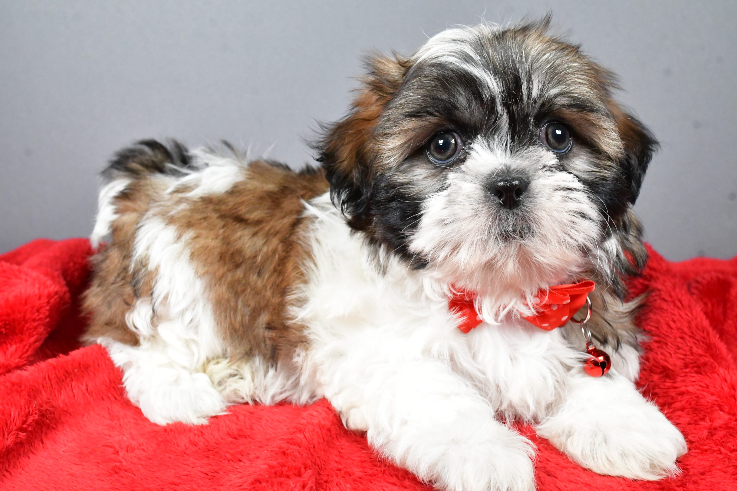 Mr Bob The Shihtzu - Image 8