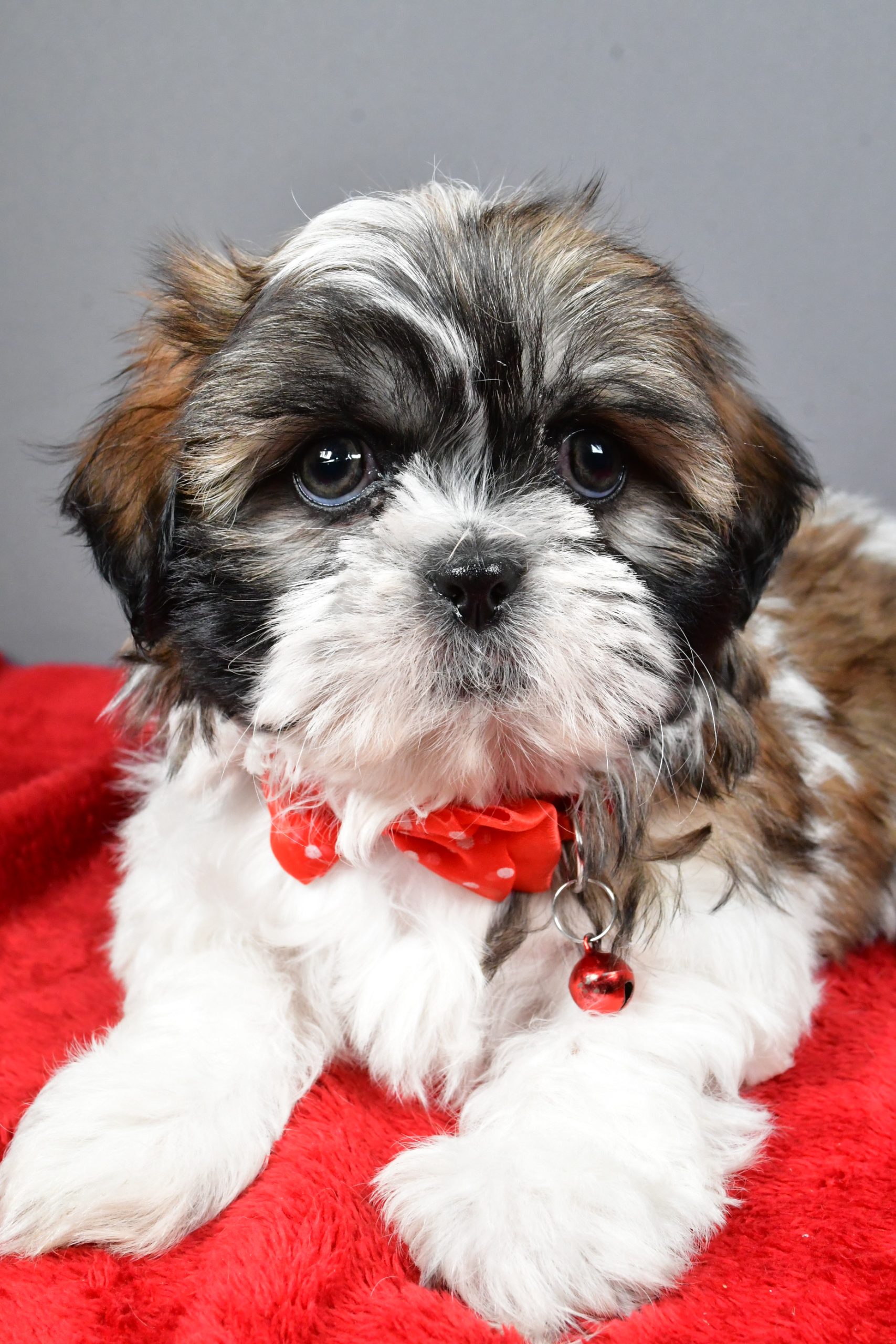 Mr Bob The Shihtzu - Image 4