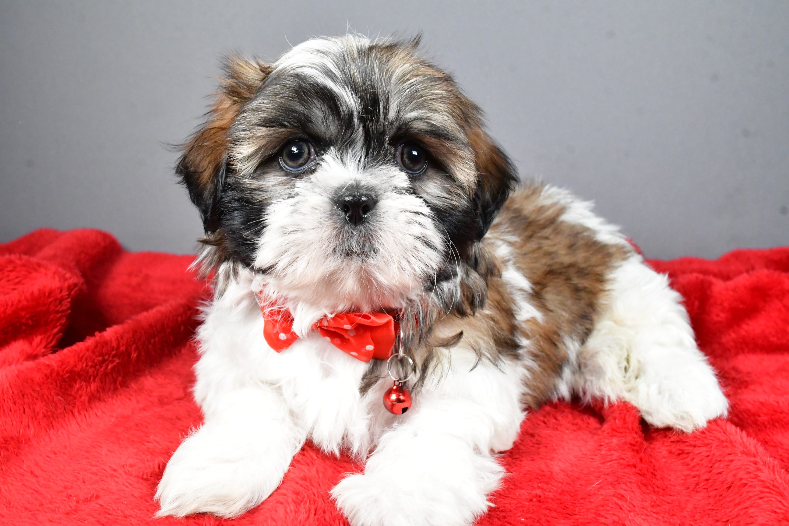 Mr Bob The Shihtzu - Image 7