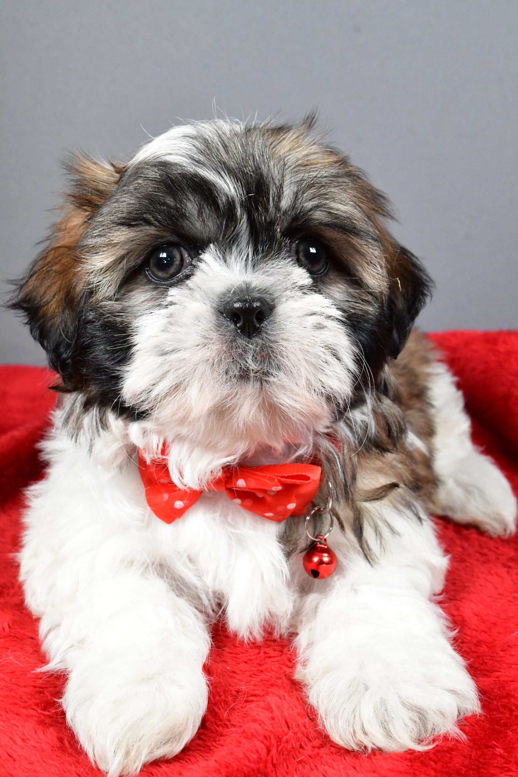 Mr Bob The Shihtzu - Image 5