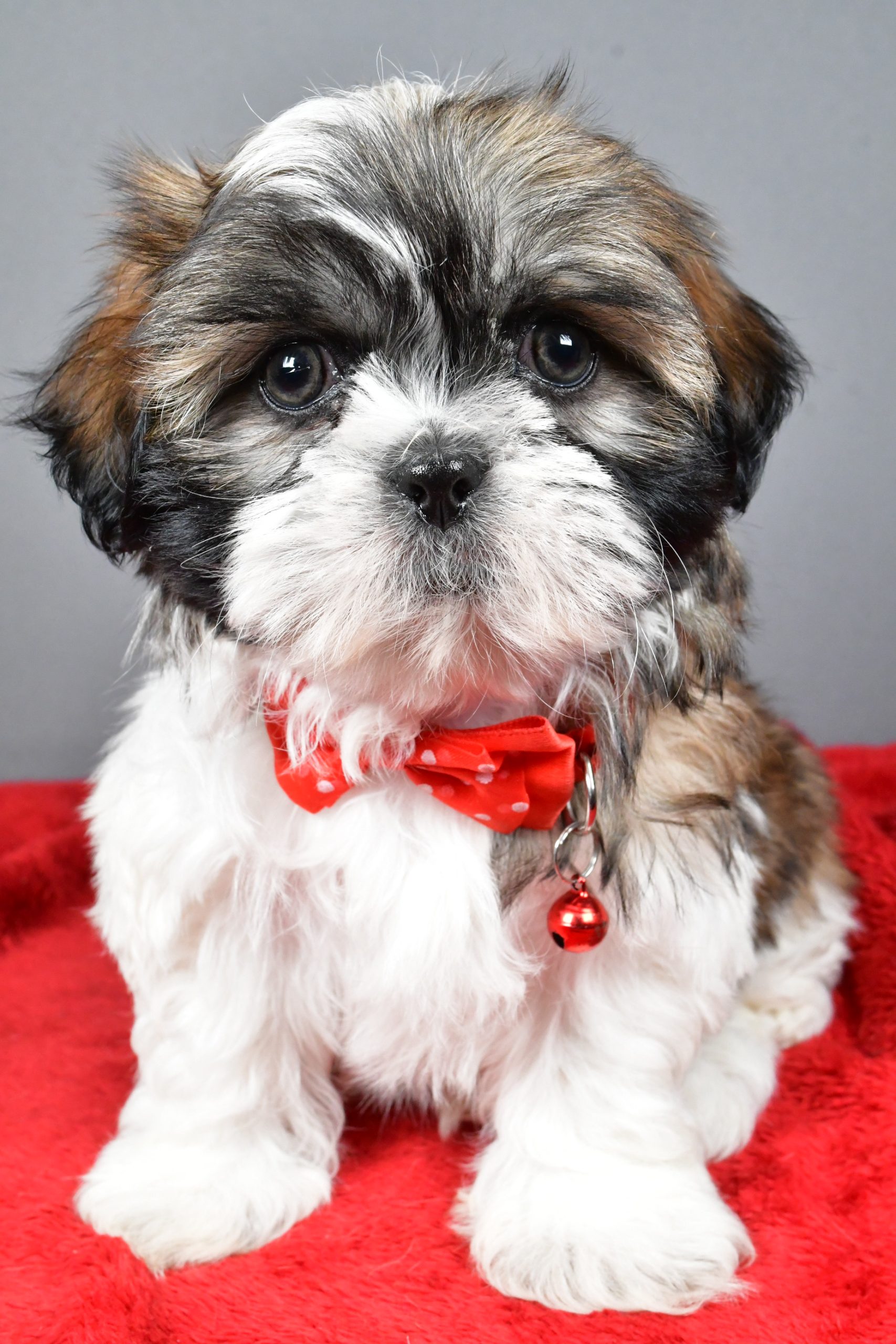 Mr Bob The Shihtzu