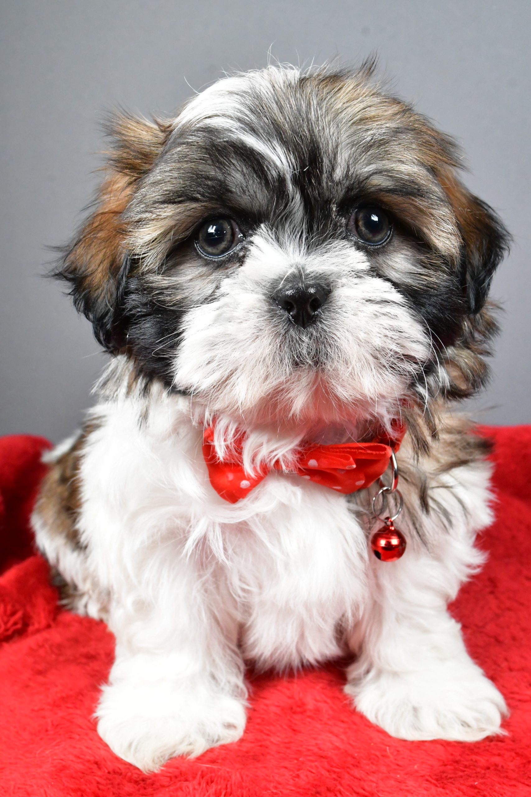 Mr Bob The Shihtzu - Image 3