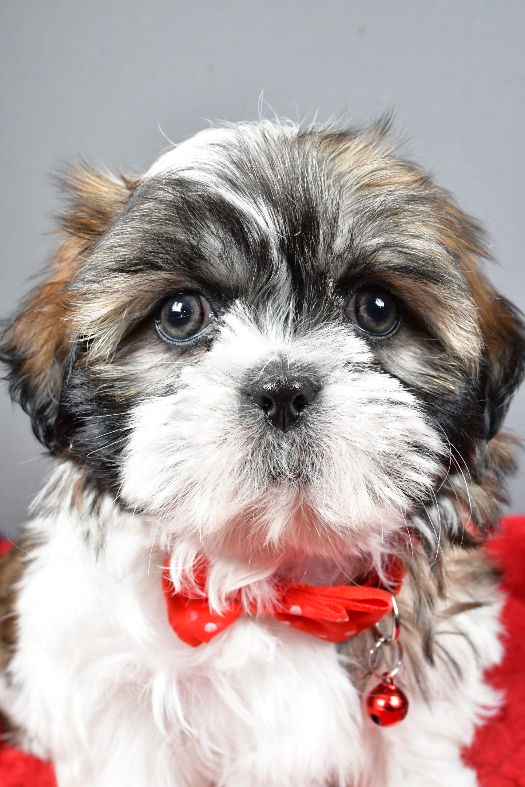 Mr Bob The Shihtzu - Image 2