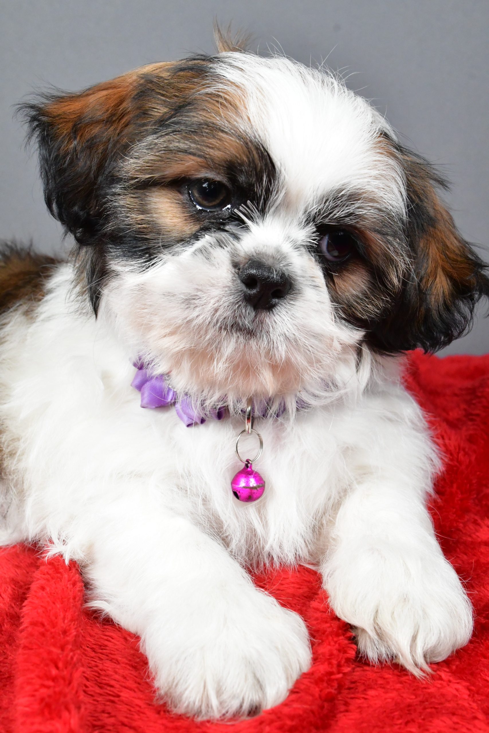 Miss Bailey The Shihtzu - Image 3