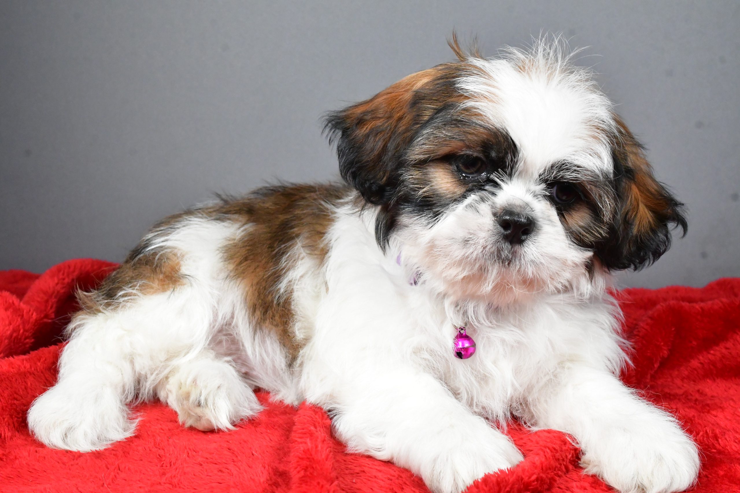 Miss Bailey The Shihtzu - Image 5