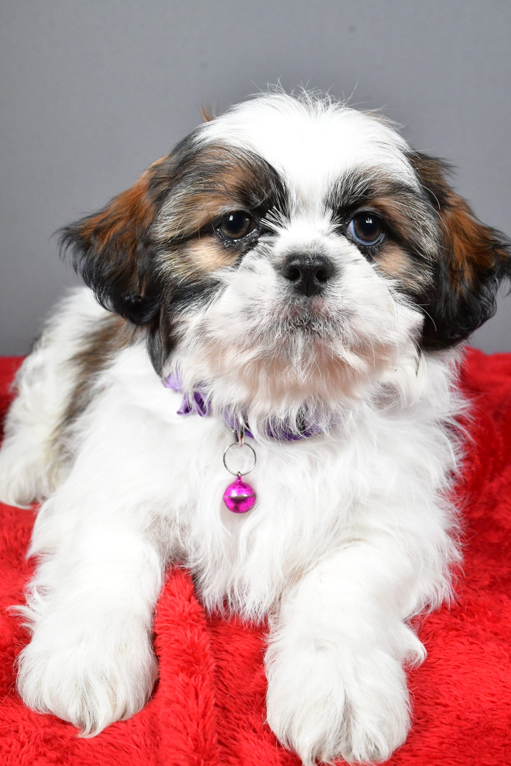 Miss Bailey The Shihtzu - Image 4