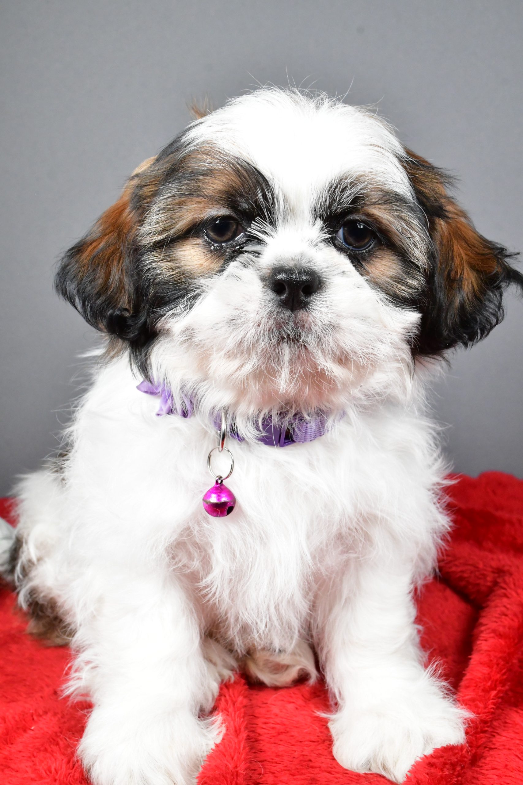 Miss Bailey The Shihtzu - Image 2