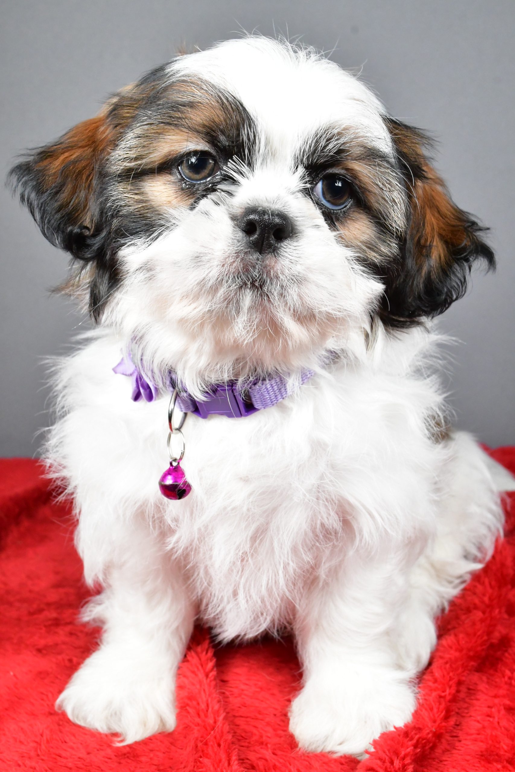 Miss Bailey The Shihtzu