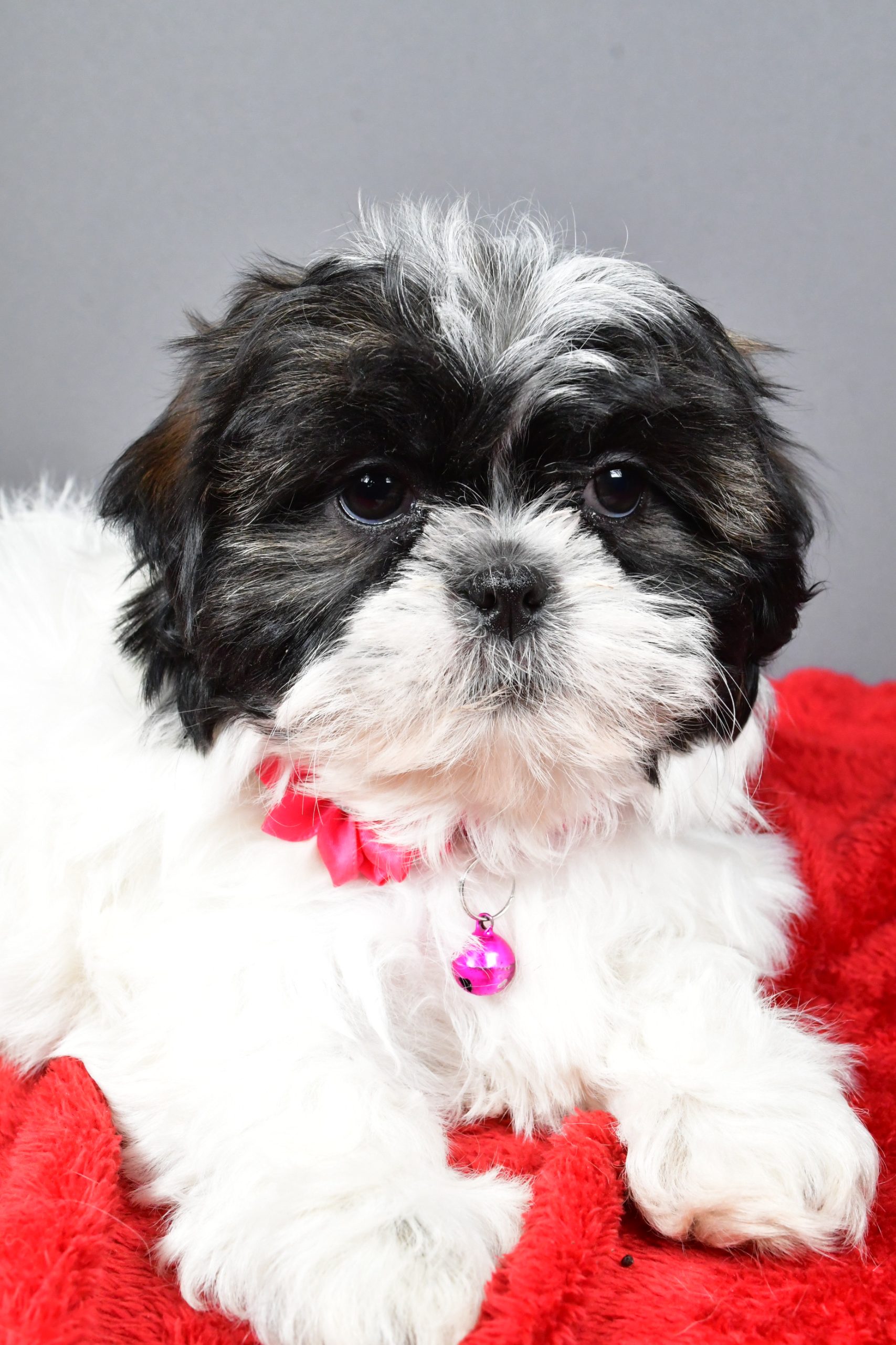 Miss Bridget The Shihtzu - Image 3
