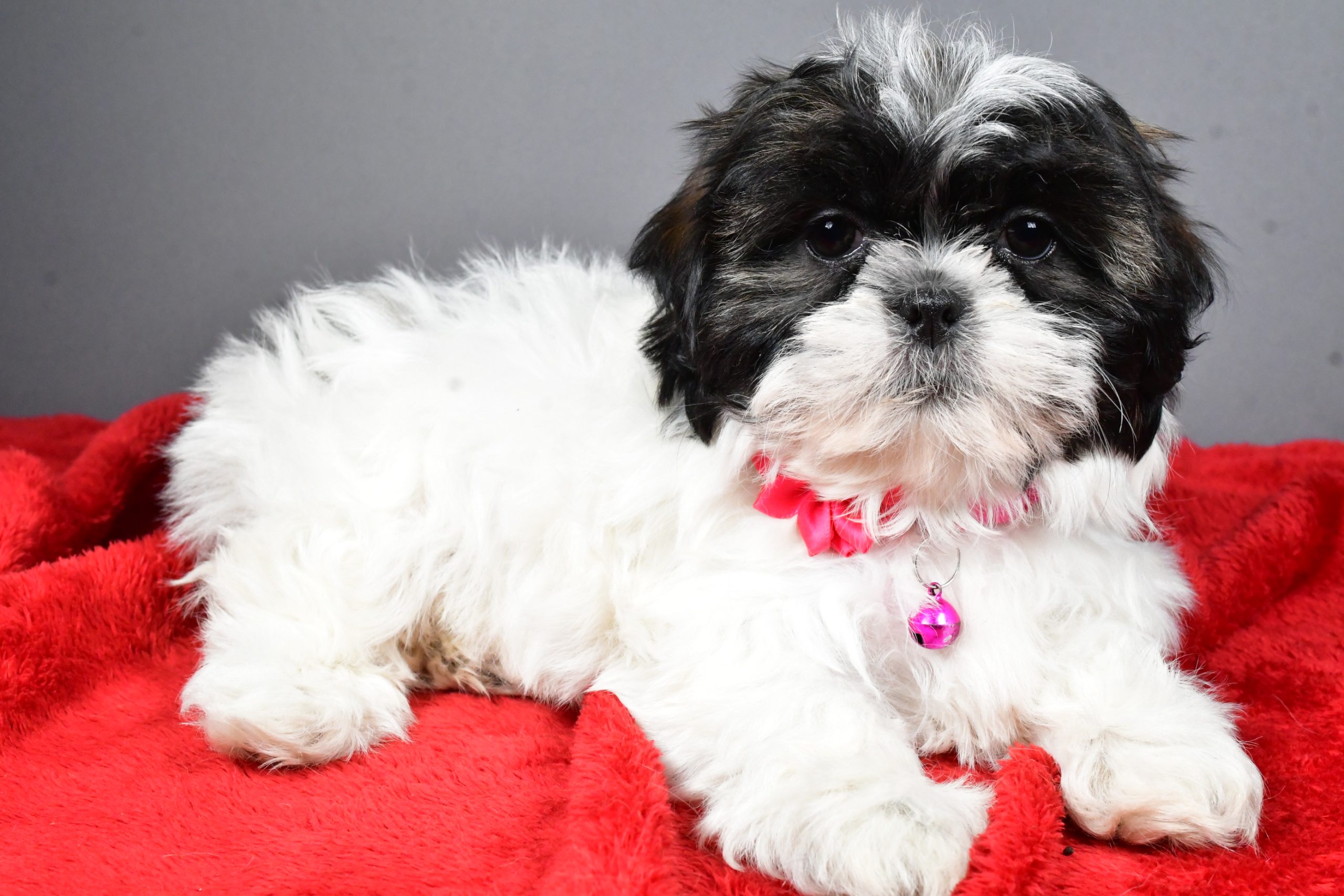 Miss Bridget The Shihtzu - Image 6
