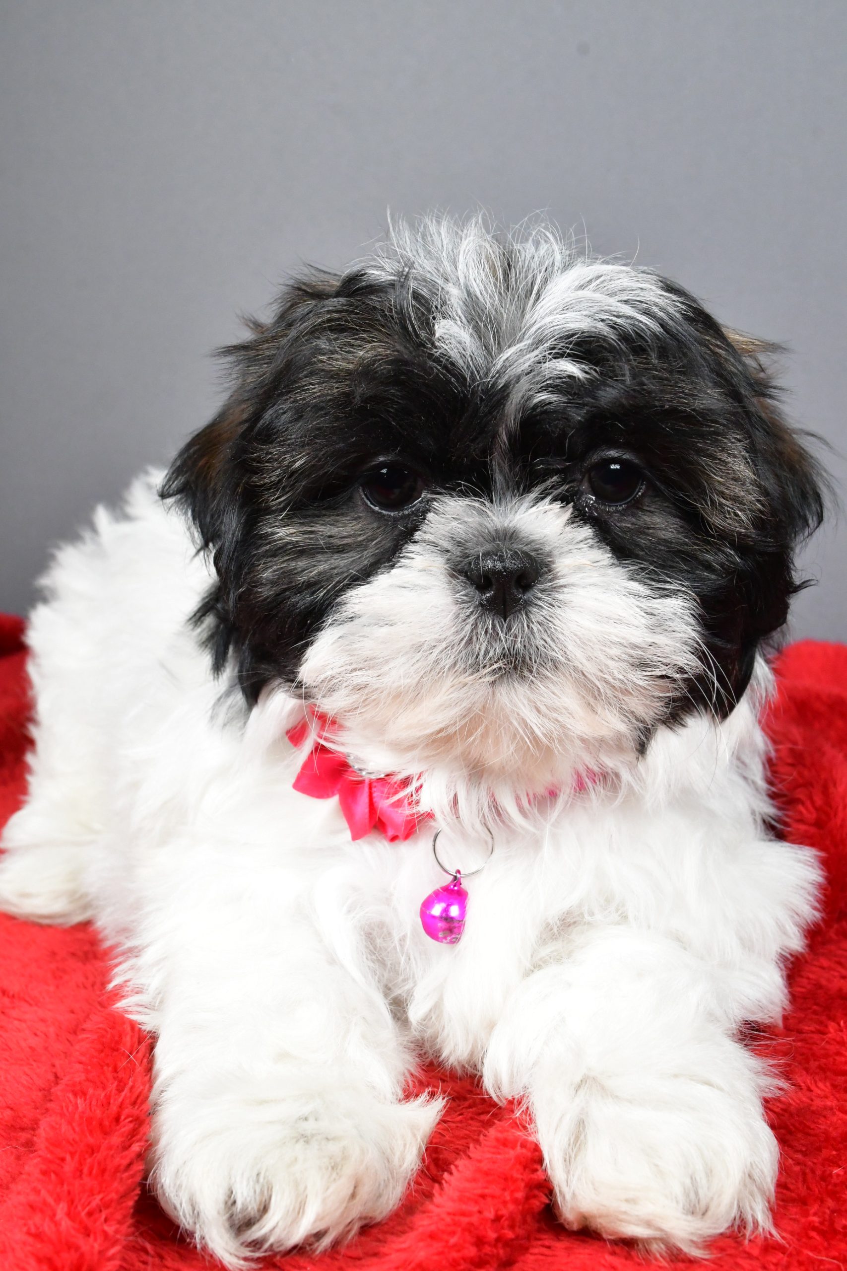 Miss Bridget The Shihtzu - Image 4