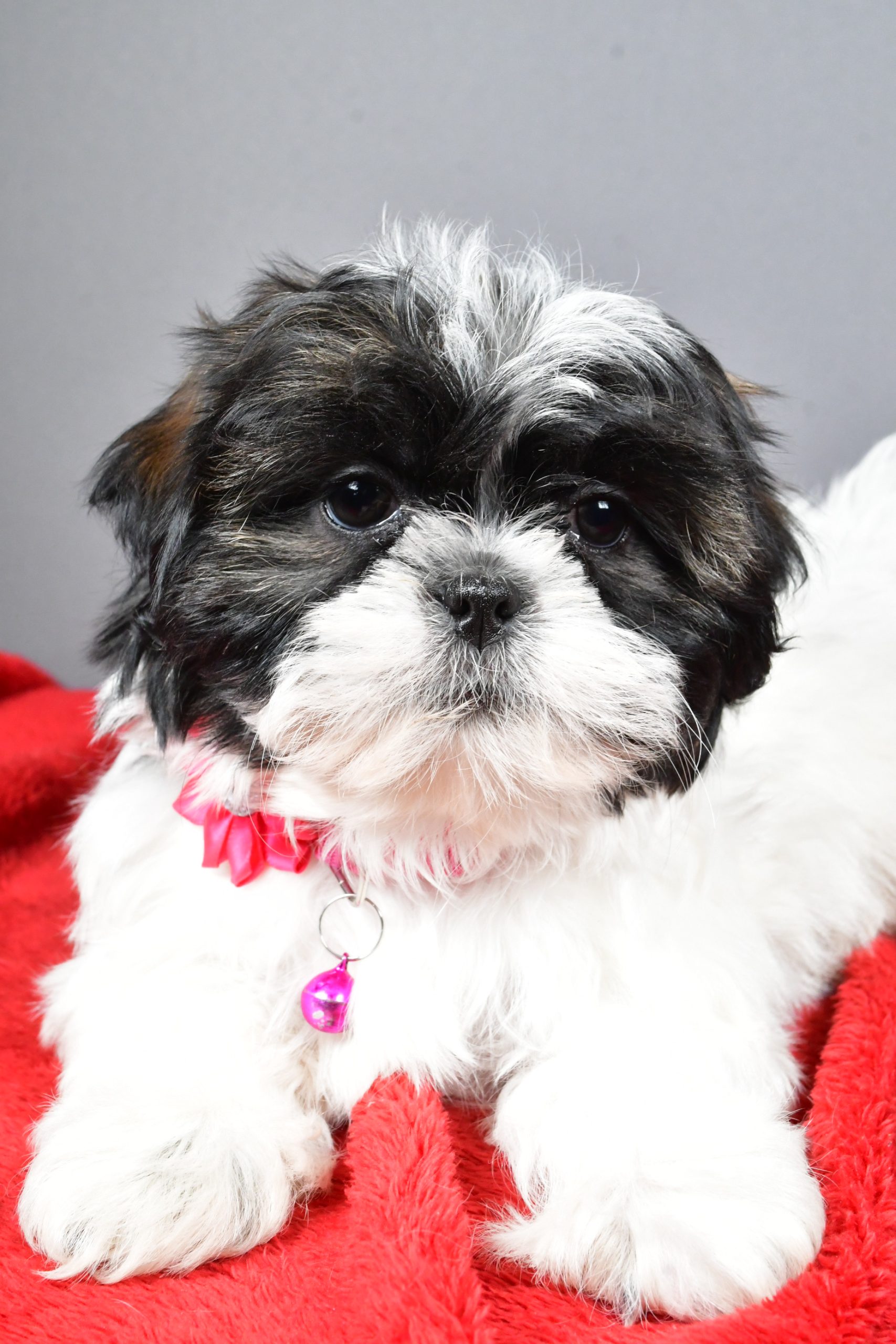 Miss Bridget The Shihtzu - Image 5