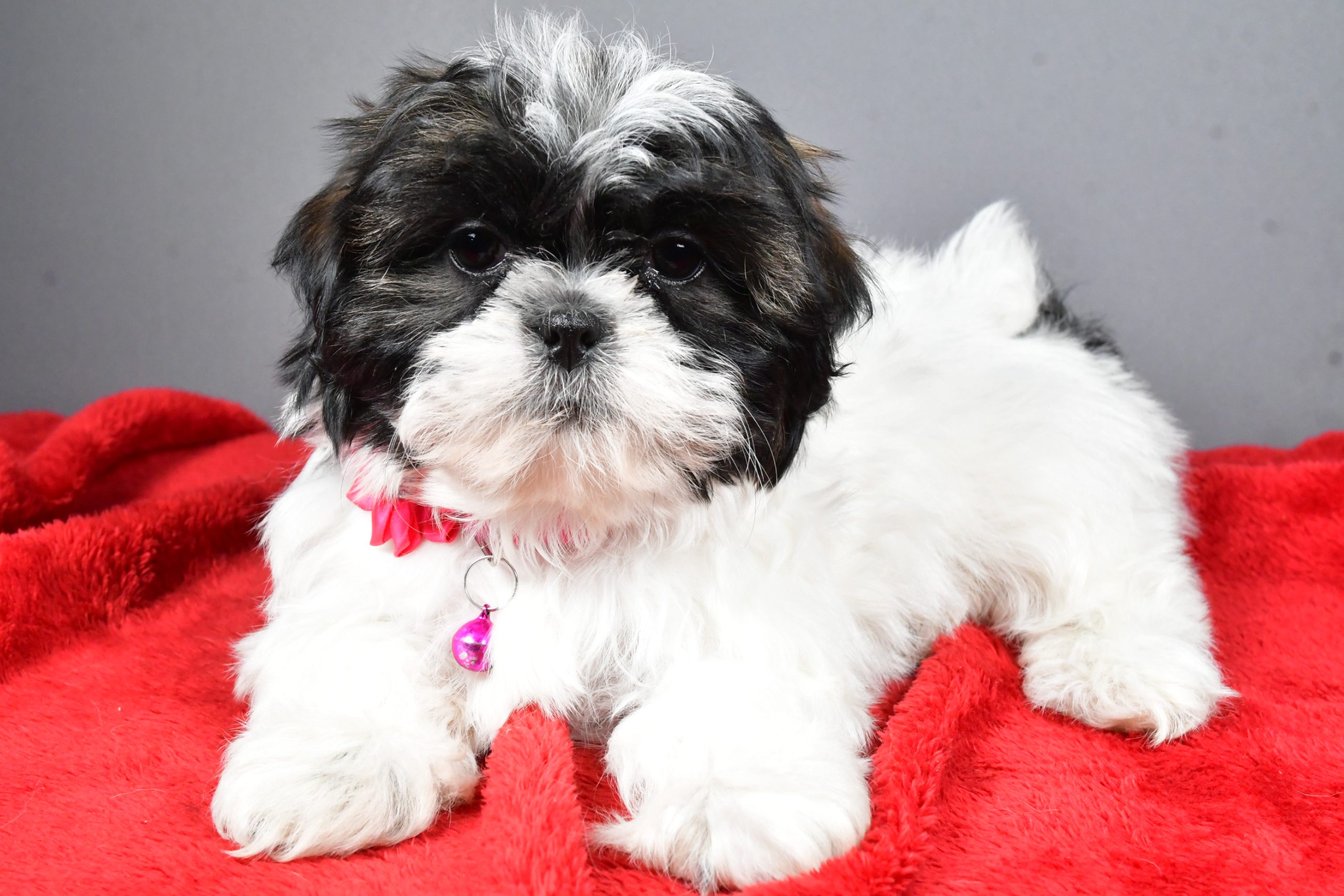 Miss Bridget The Shihtzu - Image 7