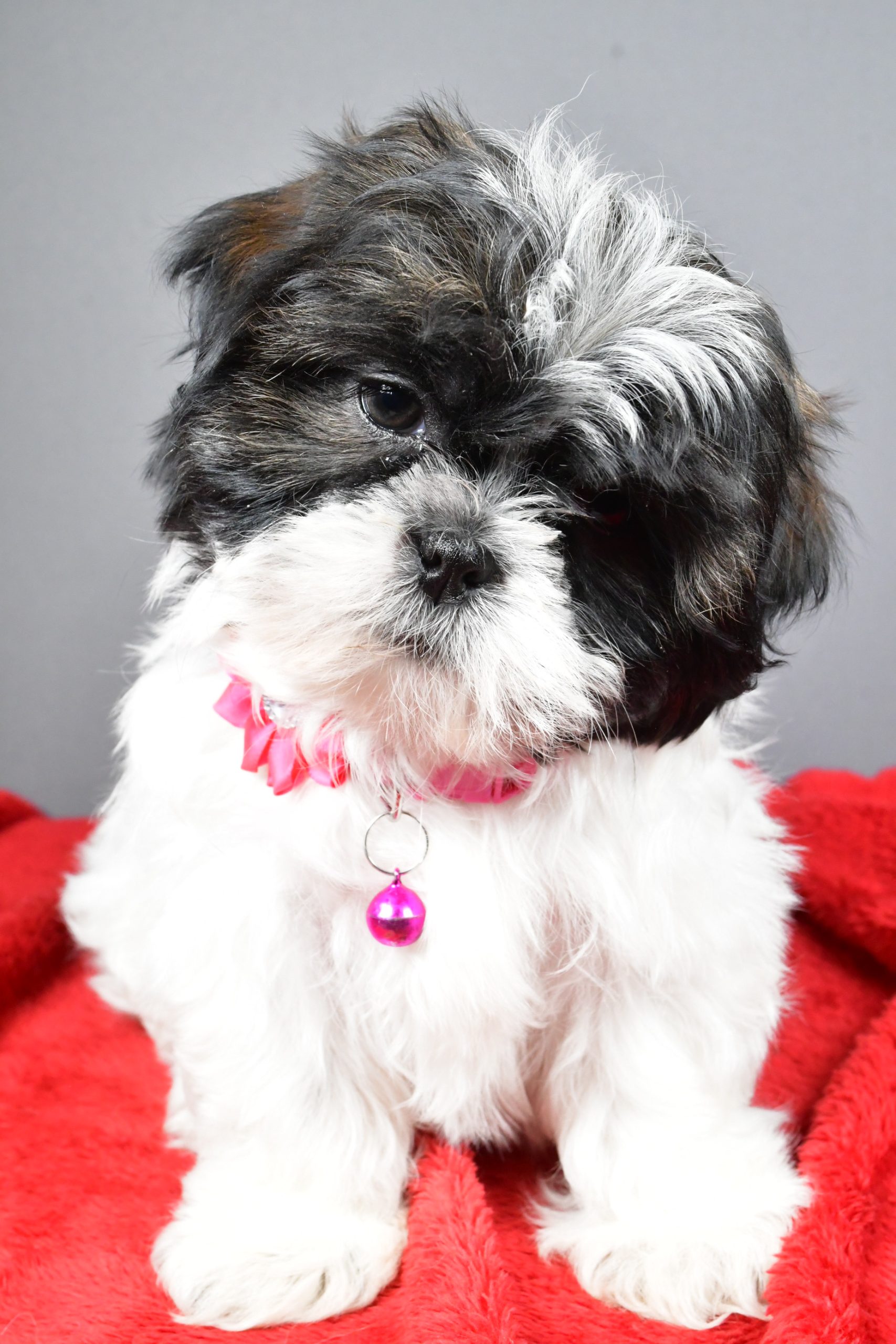 Miss Bridget The Shihtzu