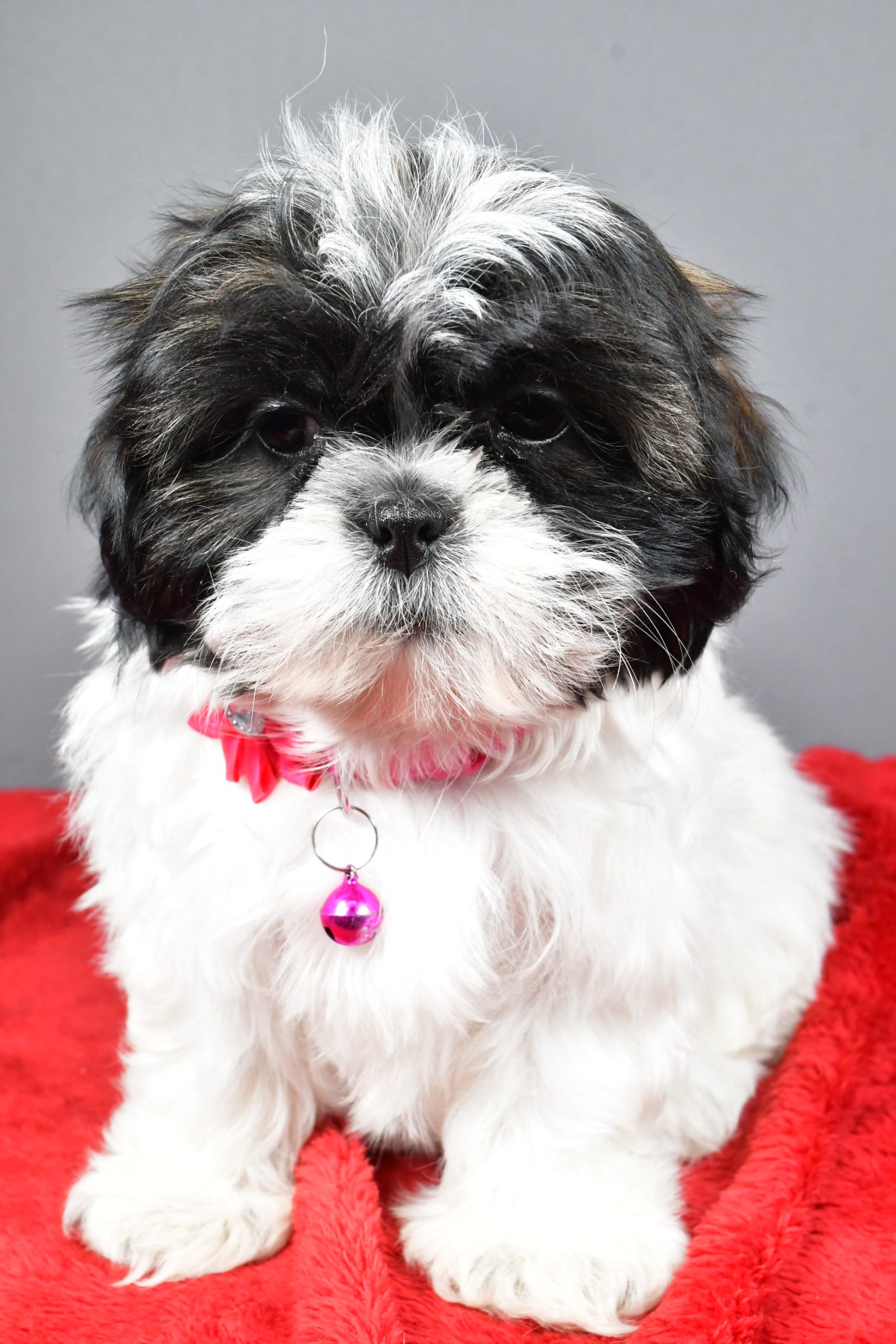 Miss Bridget The Shihtzu - Image 2