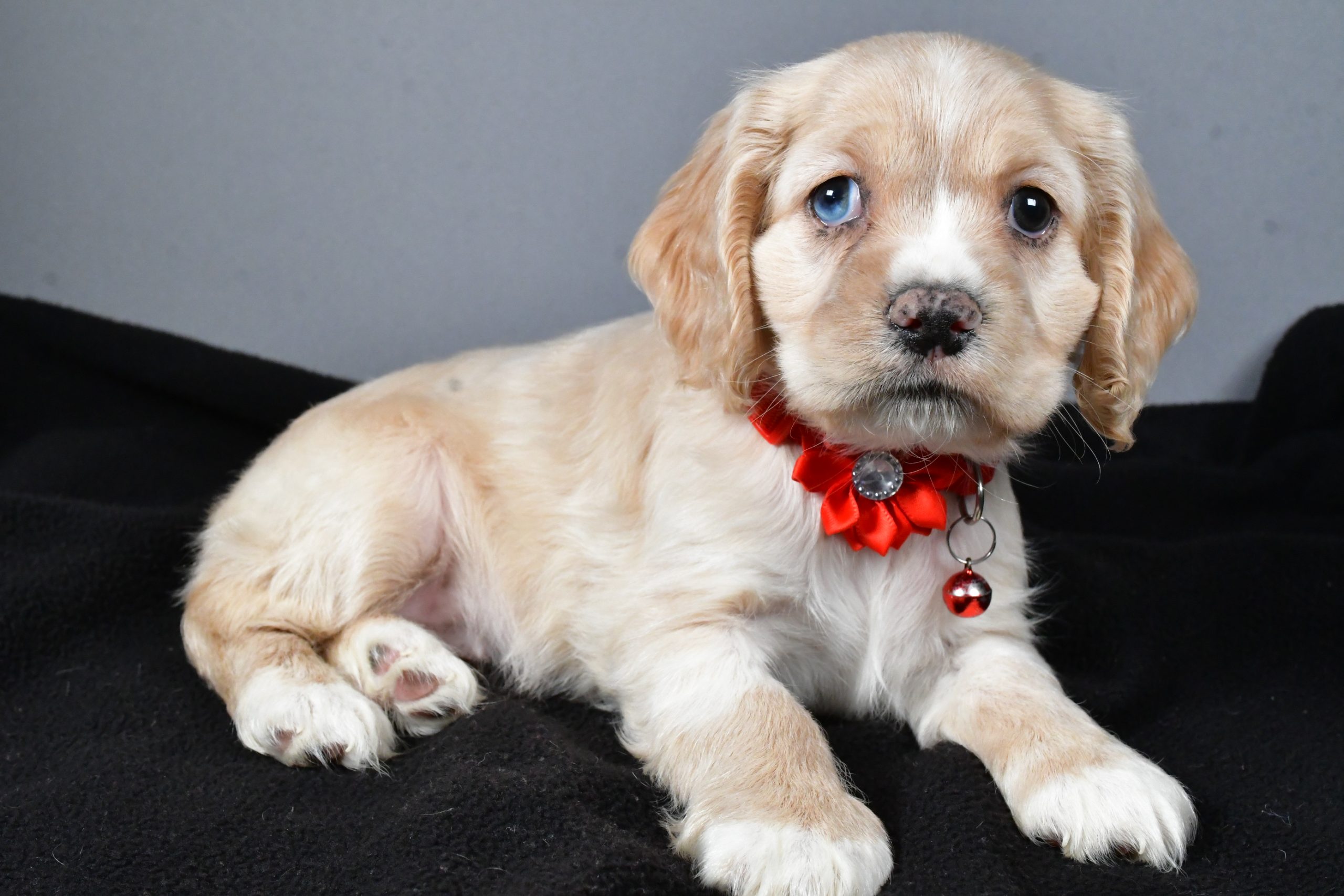 Miss Wanda The Cocker Spaniel - Image 7