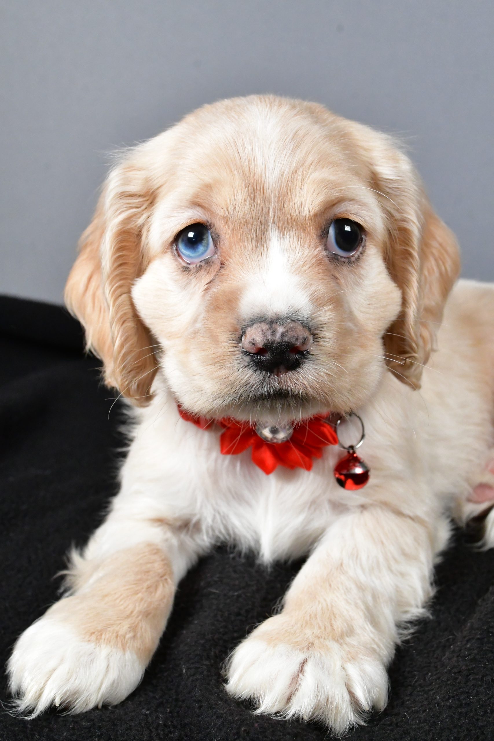 Miss Wanda The Cocker Spaniel - Image 4