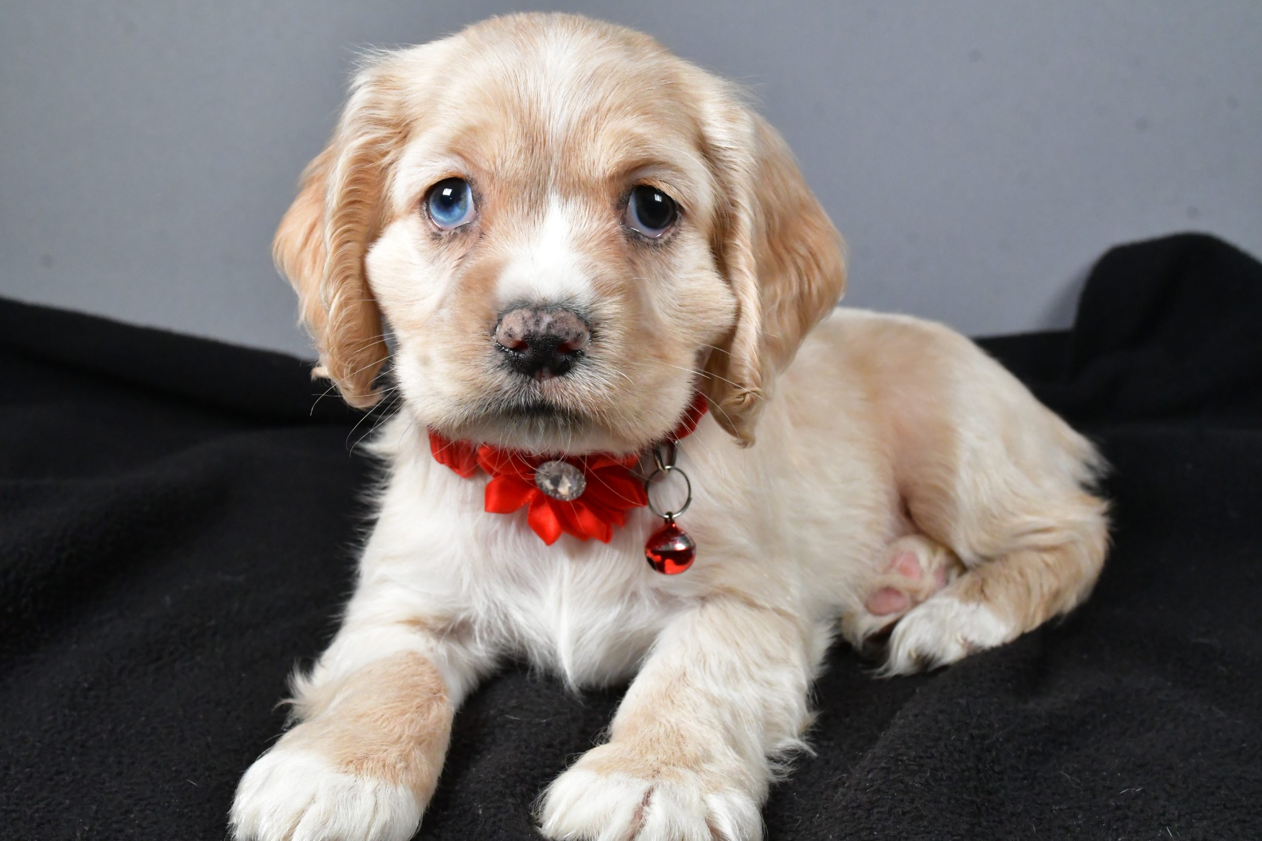 Miss Wanda The Cocker Spaniel - Image 6