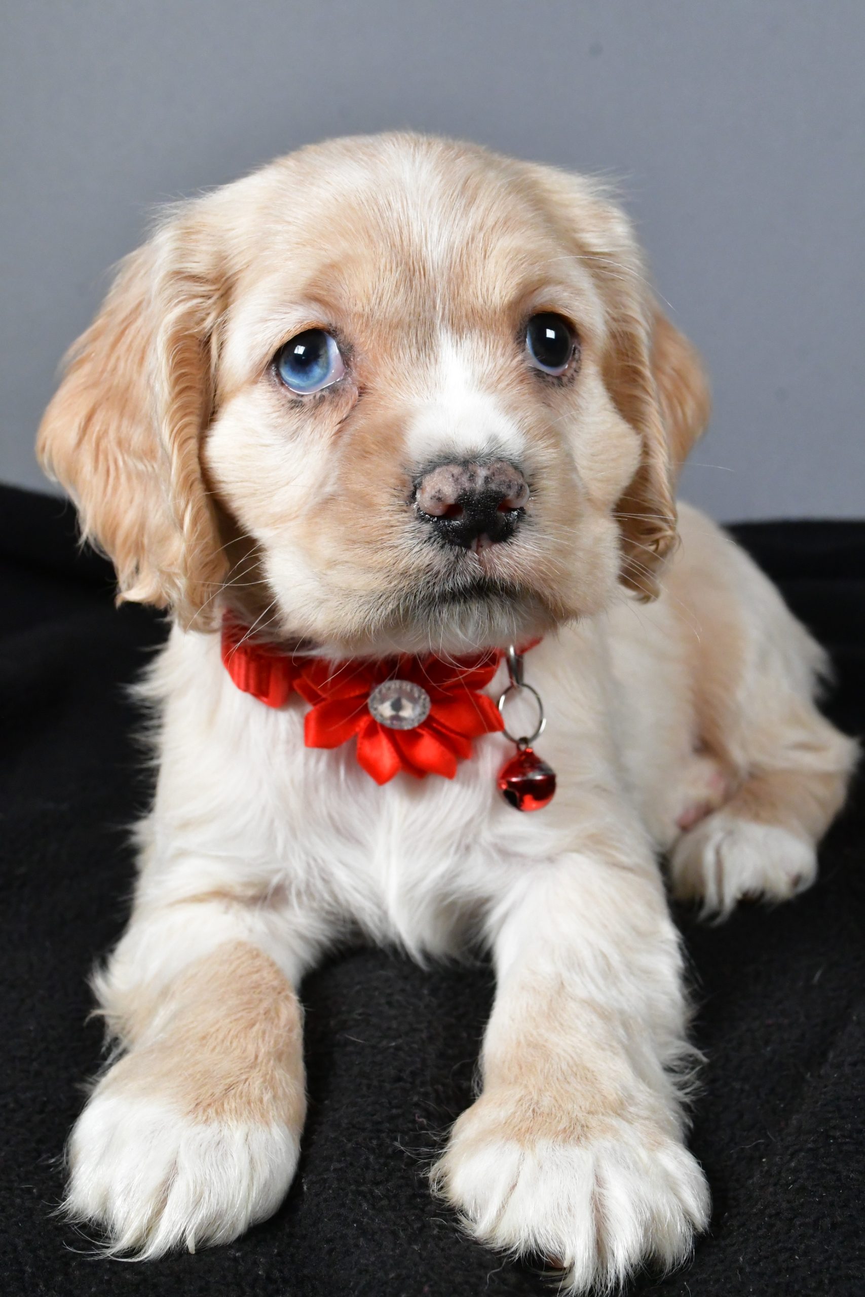 Miss Wanda The Cocker Spaniel - Image 5