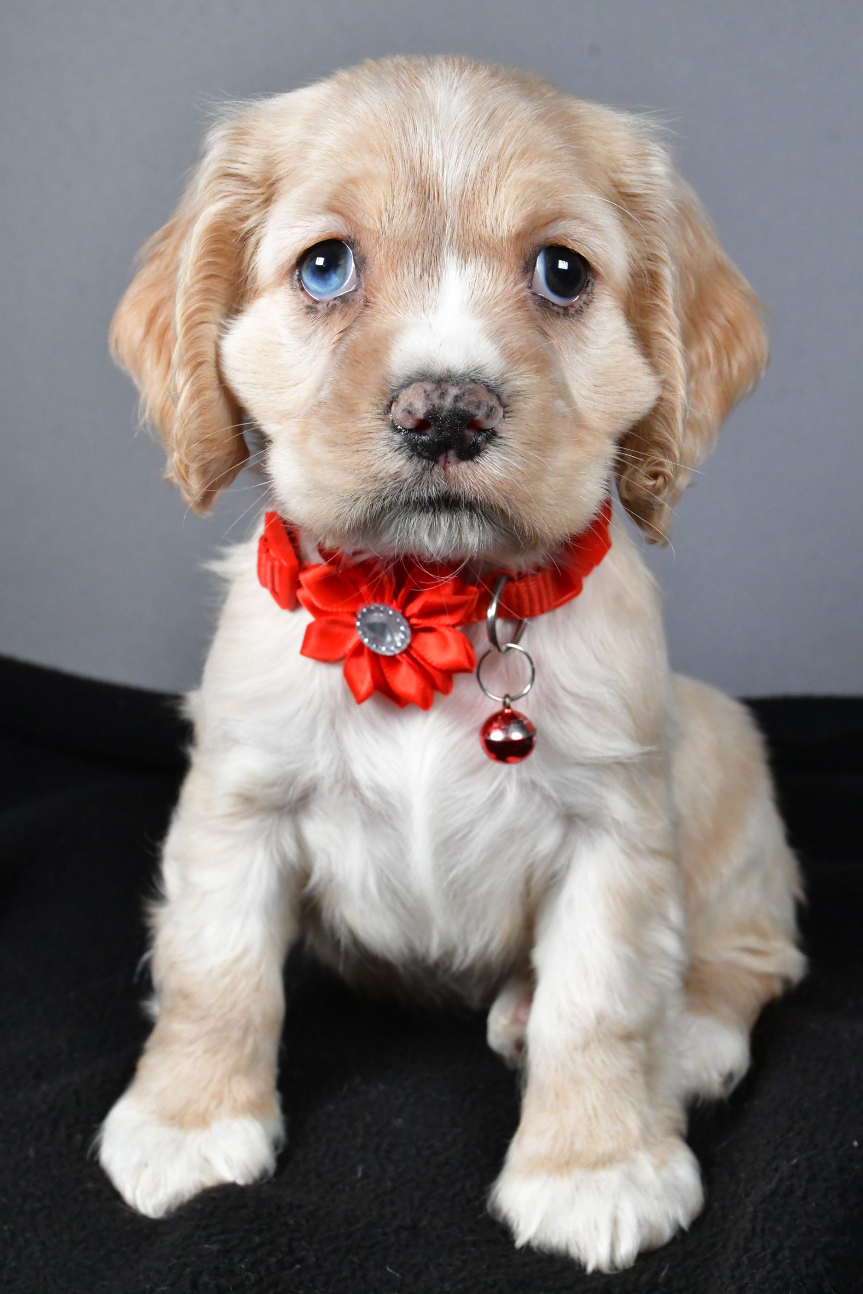 Miss Wanda The Cocker Spaniel - Image 2