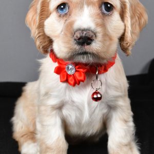 Miss Wanda The Cocker Spaniel