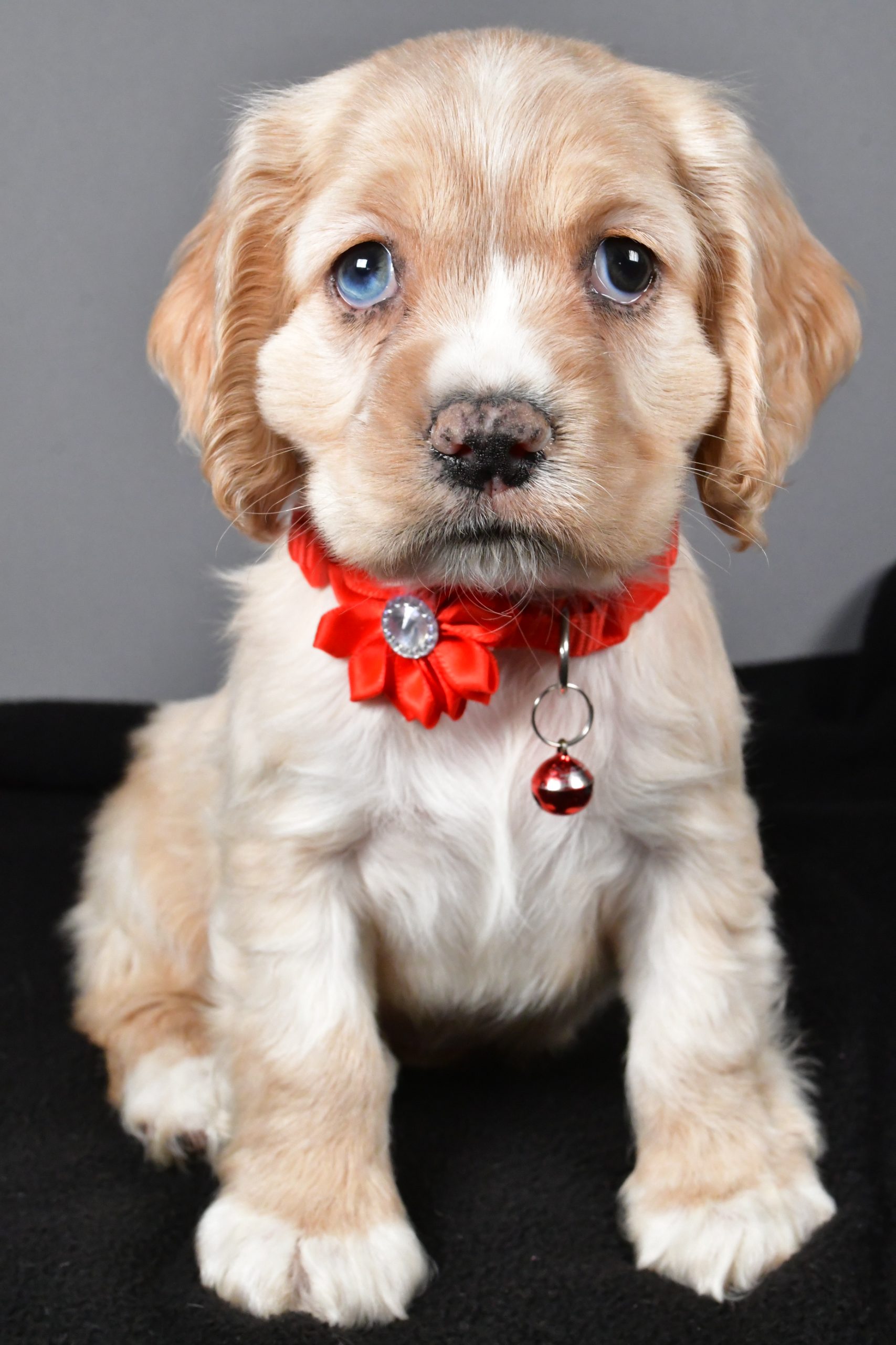 Miss Wanda The Cocker Spaniel