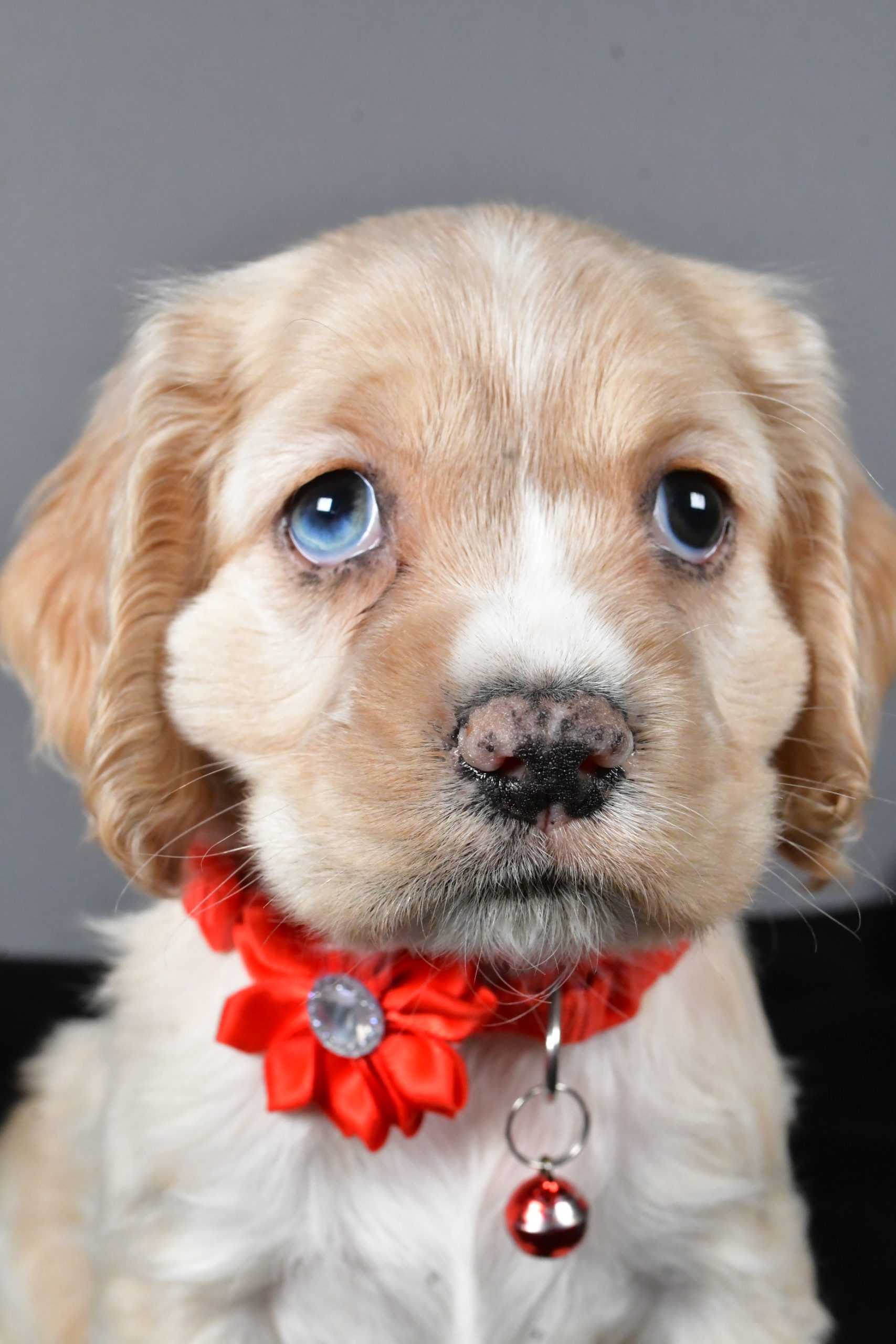 Miss Wanda The Cocker Spaniel - Image 3