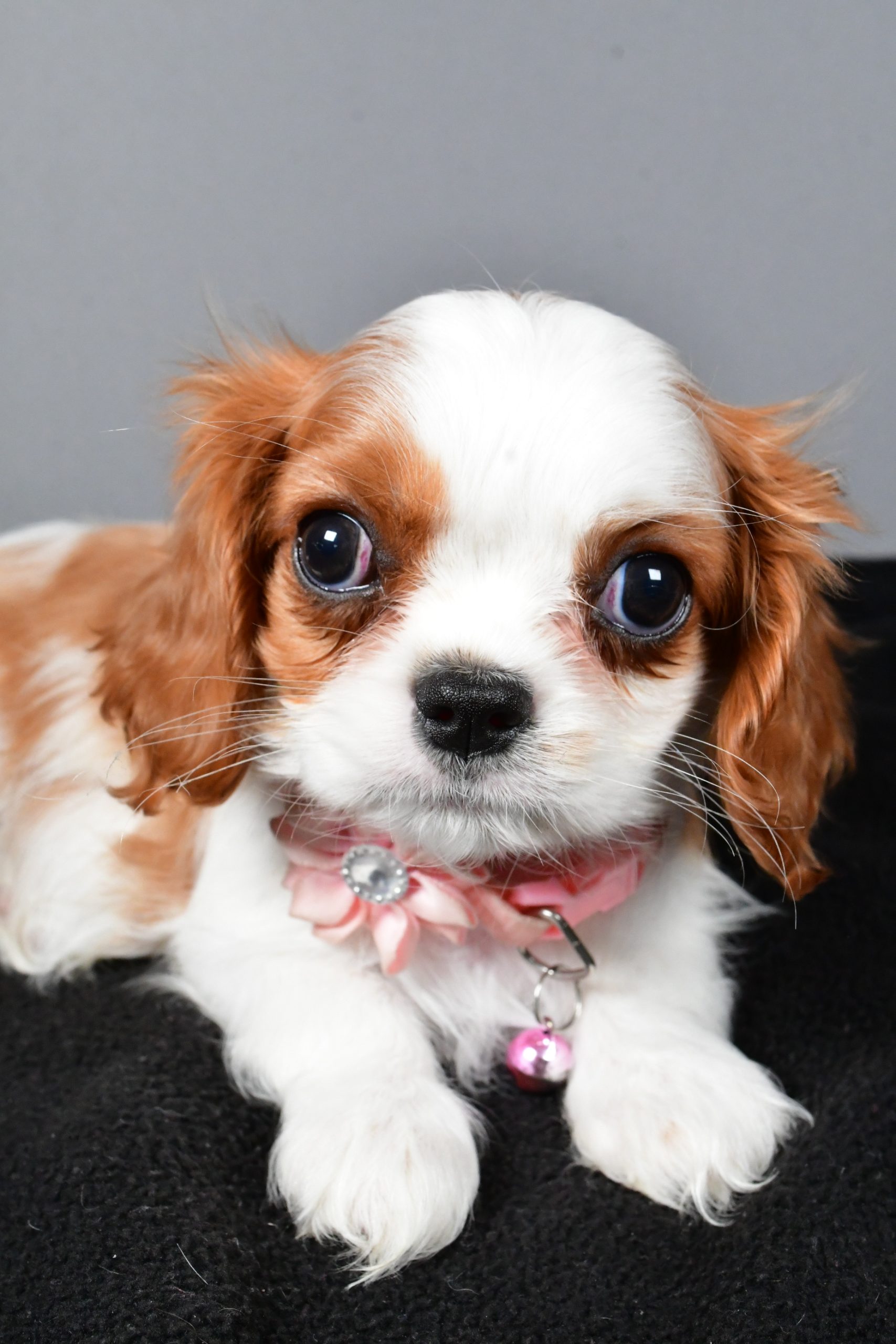 Miss Patty The Cavalier King Charles - Image 4