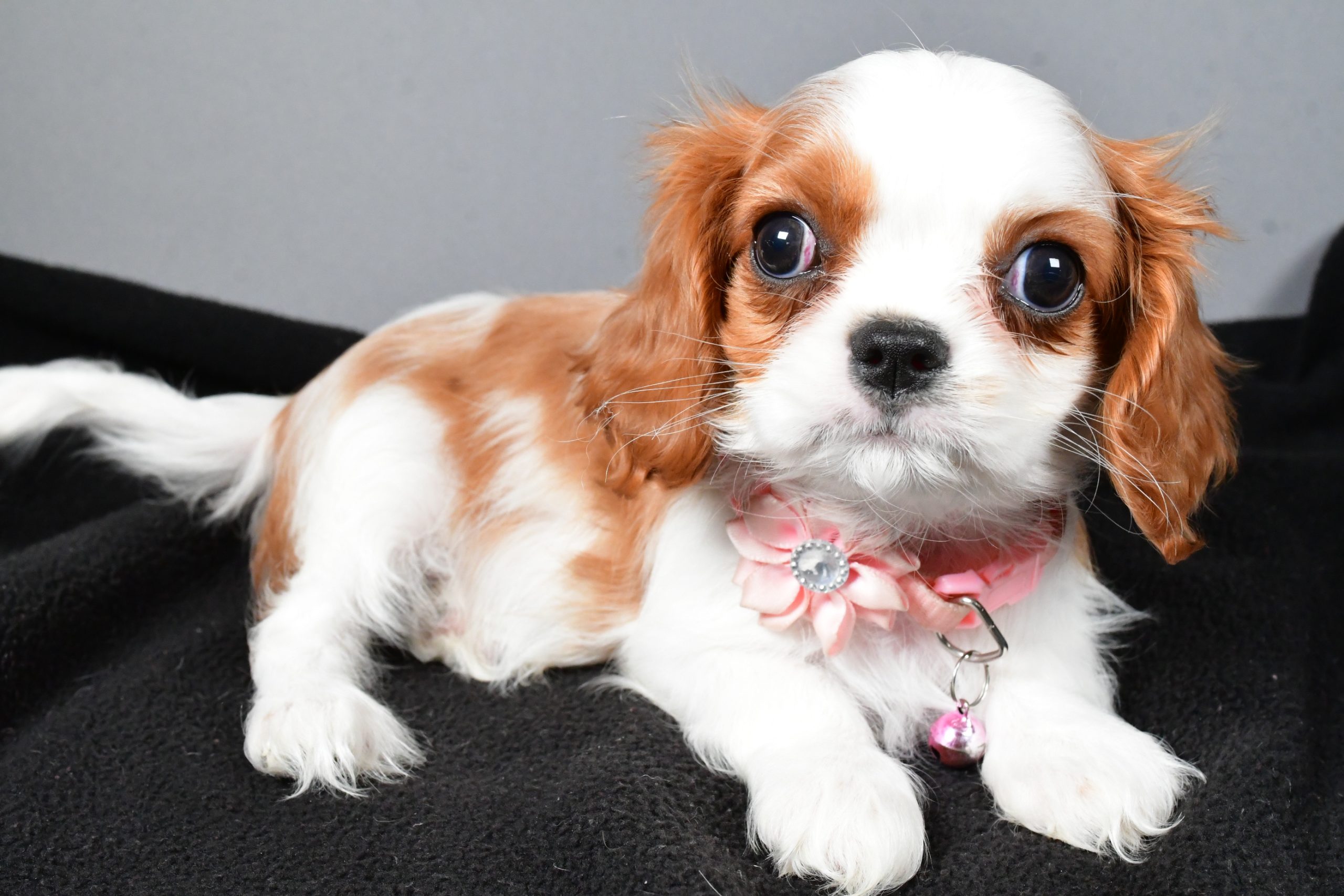 Miss Patty The Cavalier King Charles - Image 7