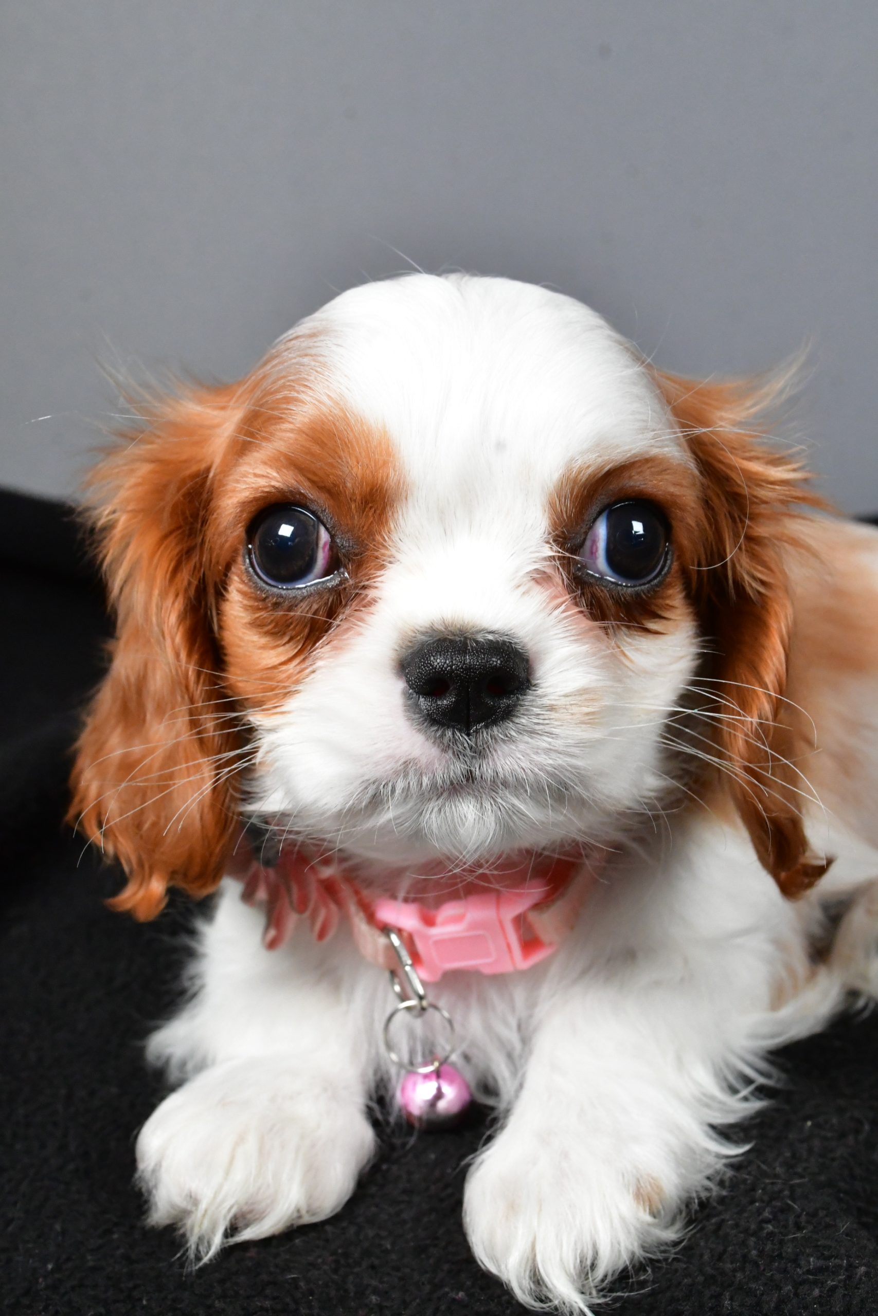 Miss Patty The Cavalier King Charles - Image 5