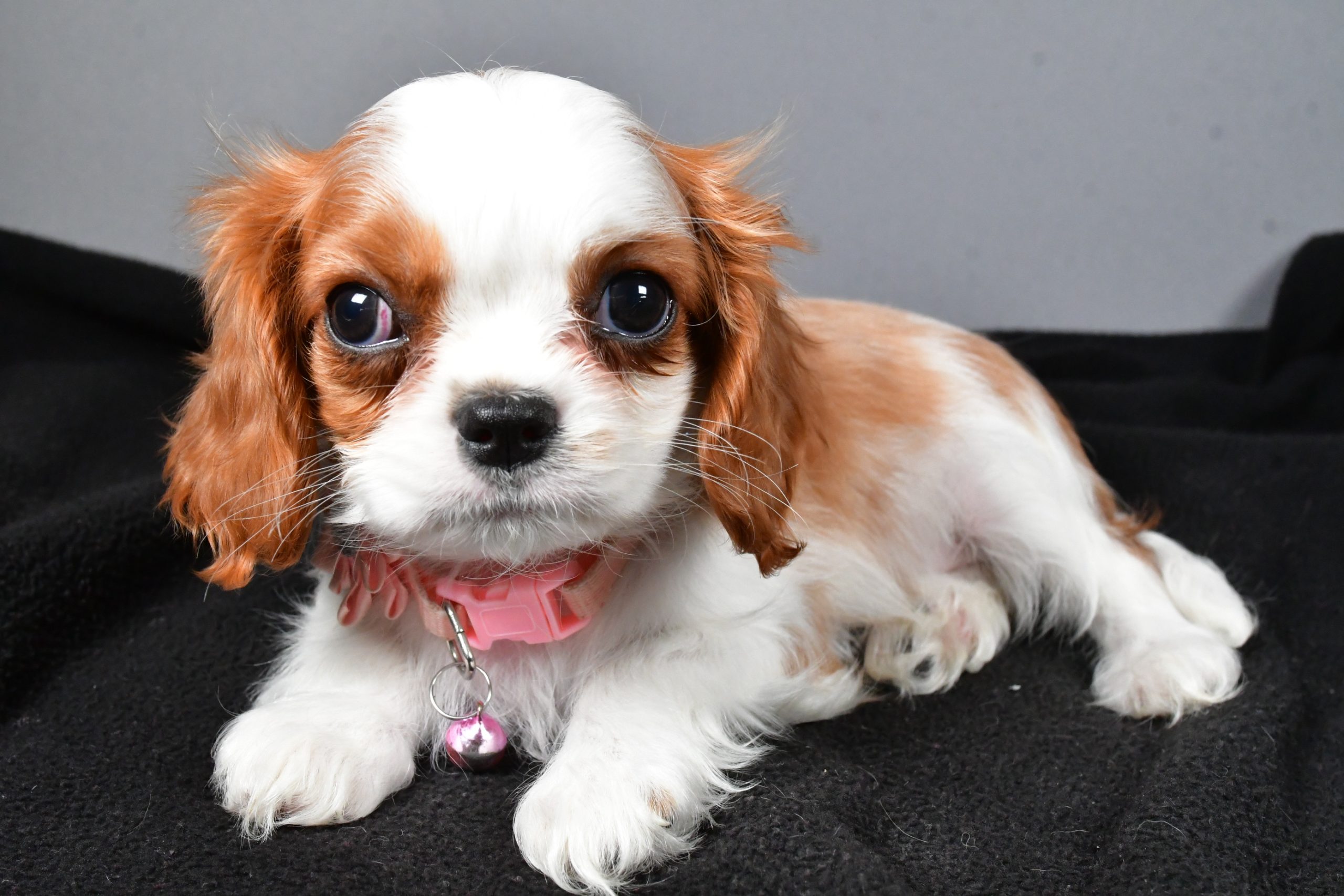 Miss Patty The Cavalier King Charles - Image 6