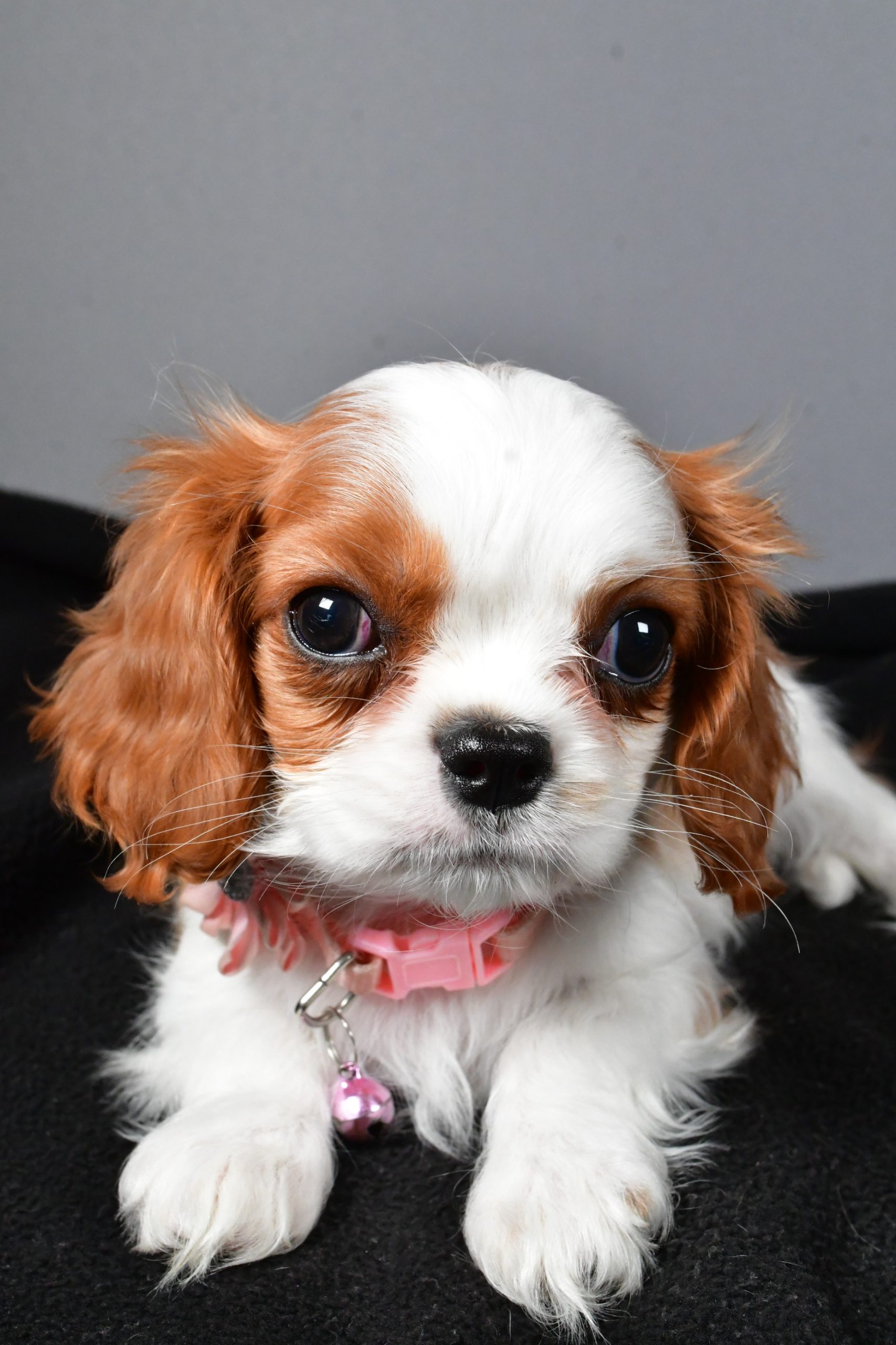 Miss Patty The Cavalier King Charles - Image 3