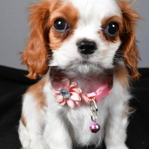Miss Patty The Cavalier King Charles