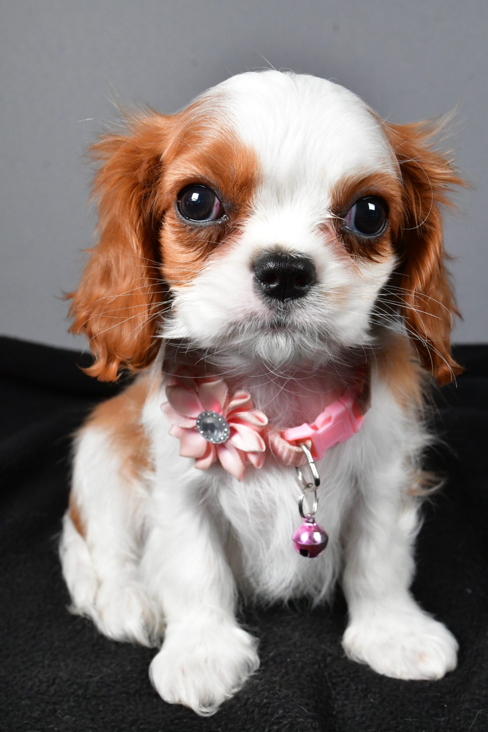 Miss Patty The Cavalier King Charles