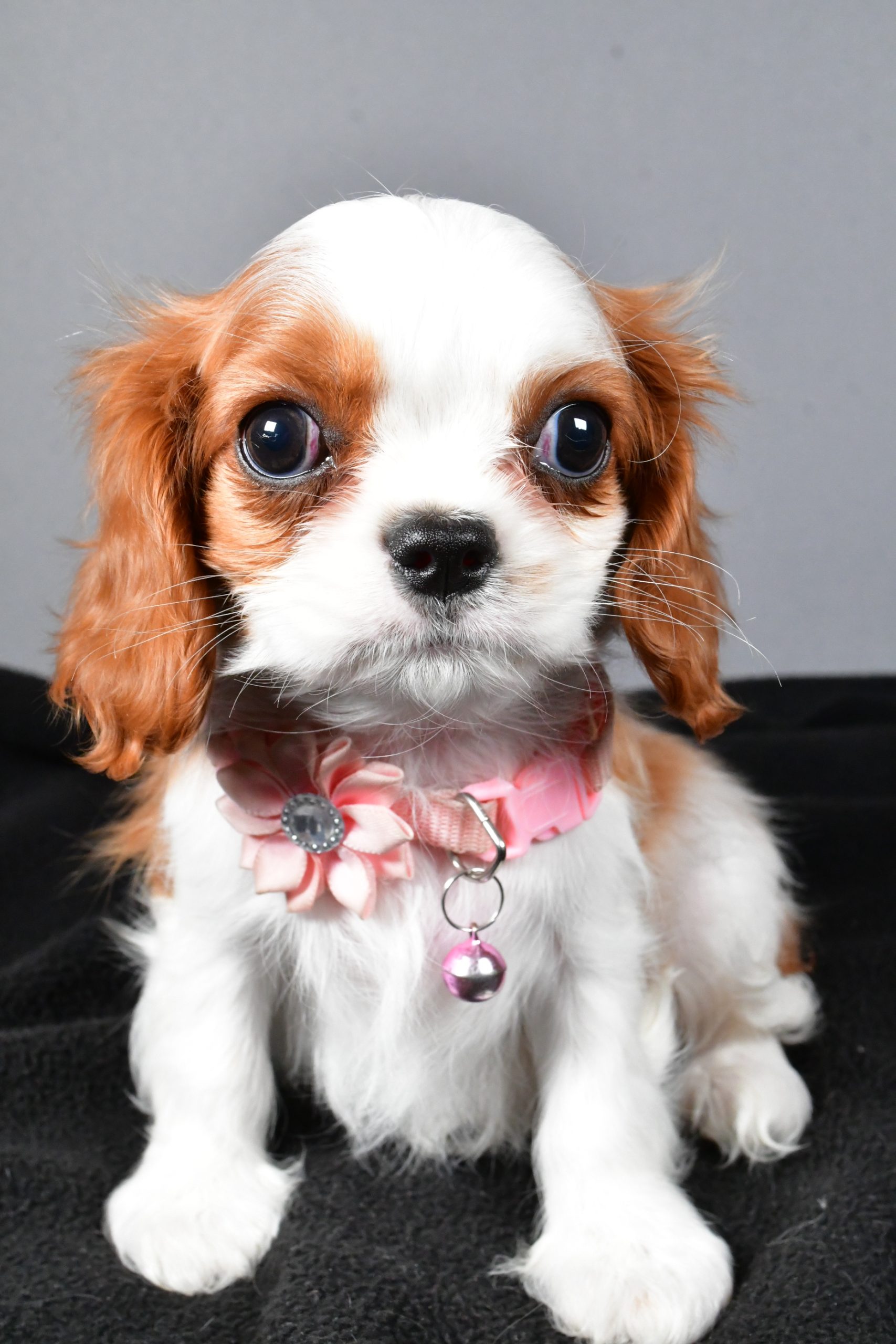 Miss Patty The Cavalier King Charles - Image 2
