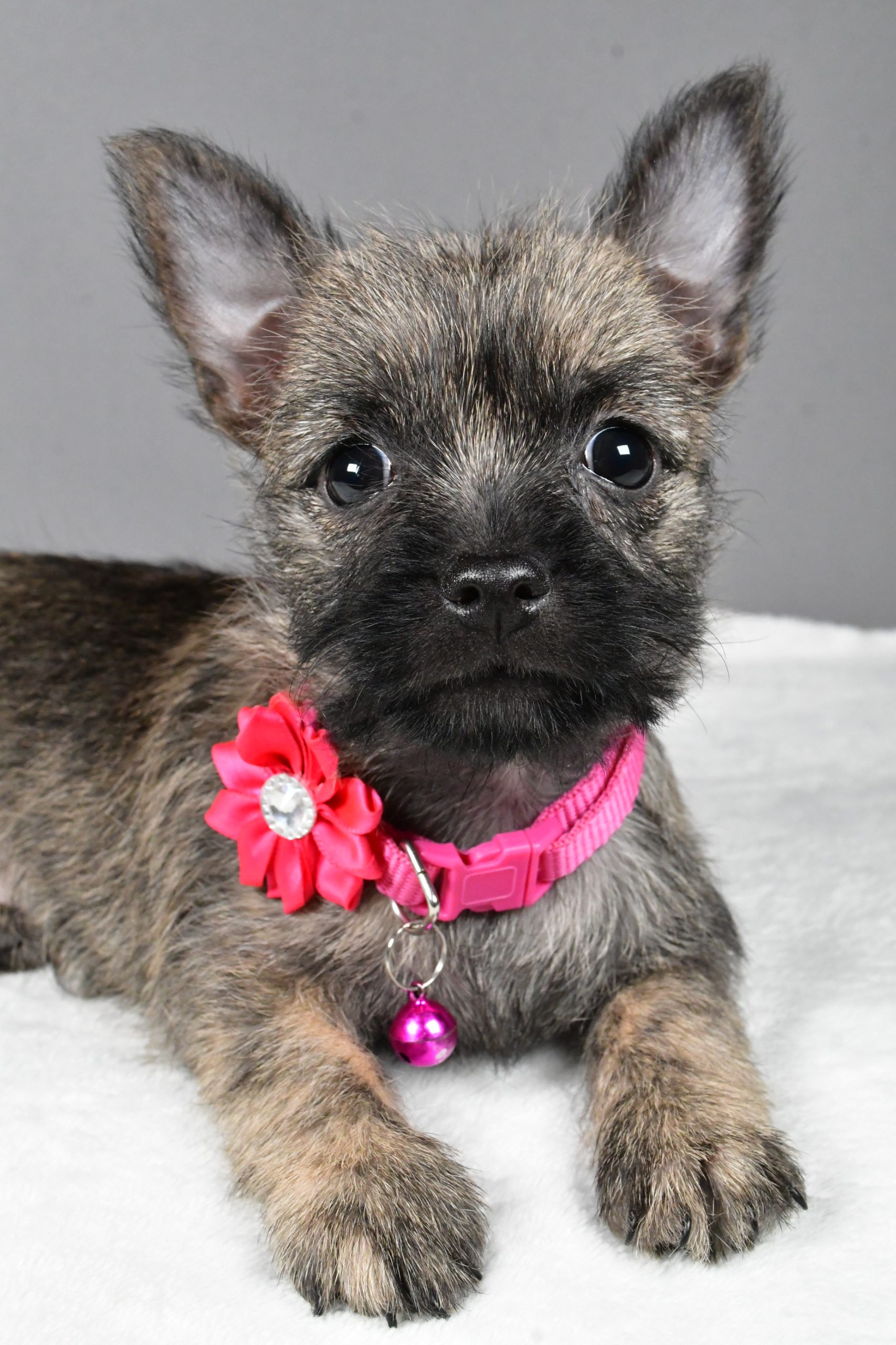 Miss Sasha The Cairn Terrier - Image 6