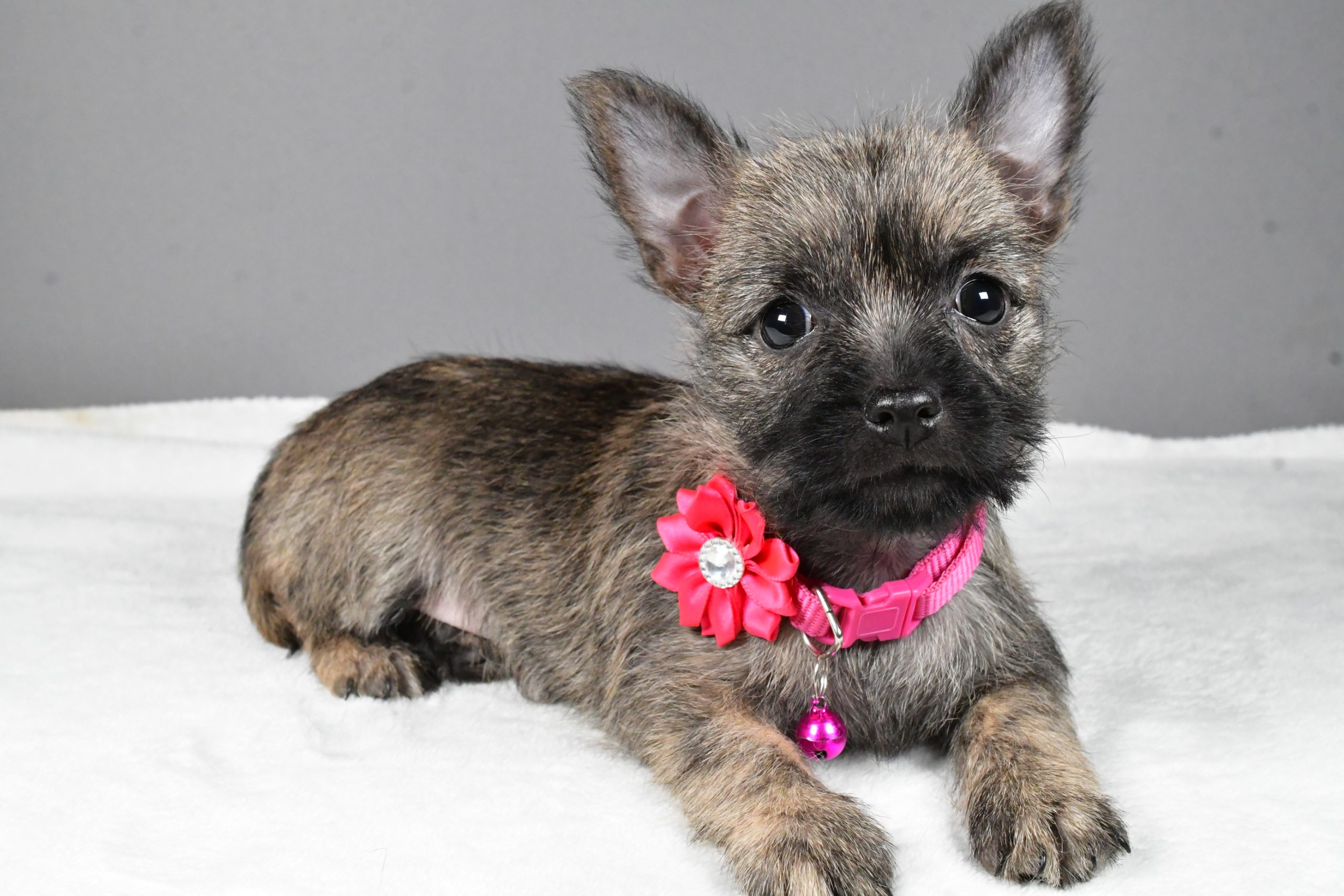 Miss Sasha The Cairn Terrier - Image 7
