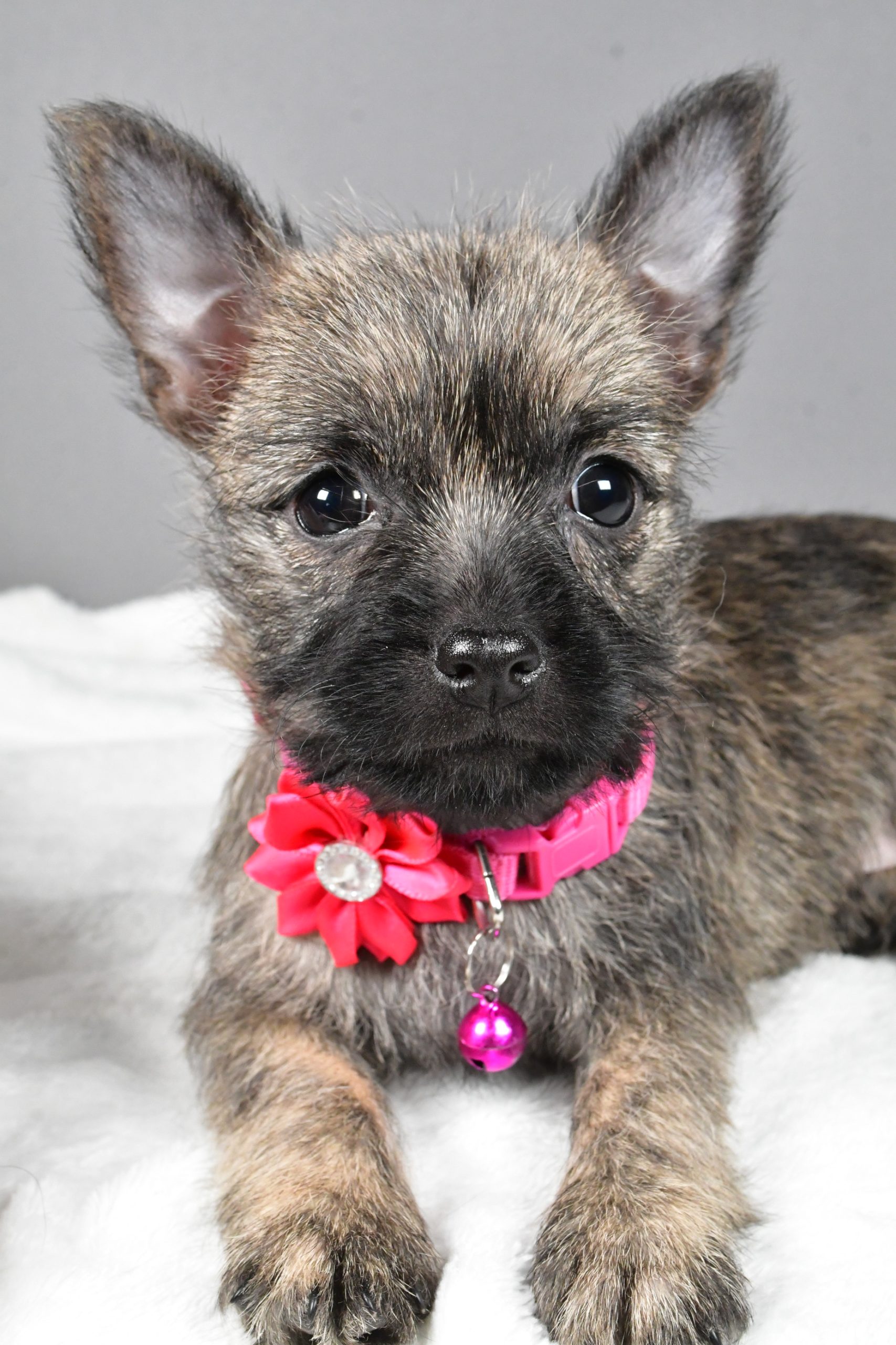 Miss Sasha The Cairn Terrier - Image 4