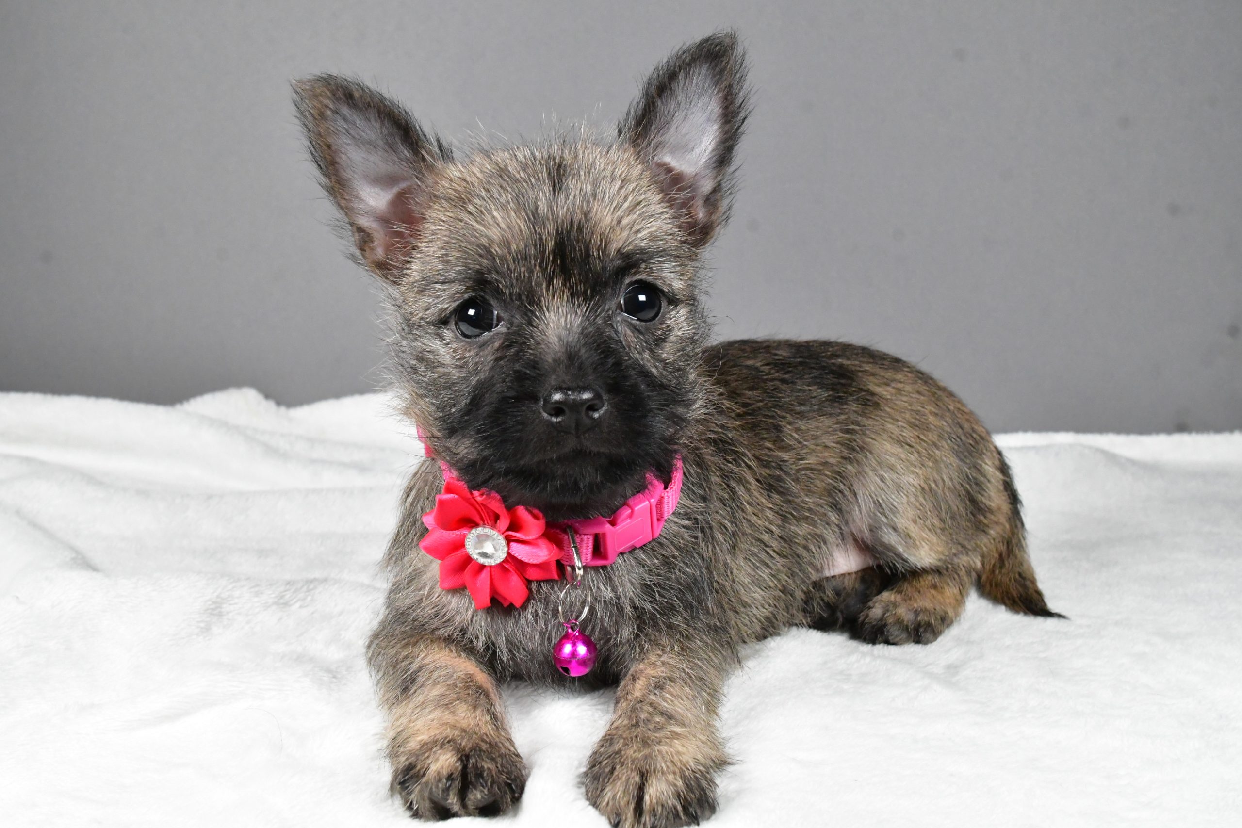Miss Sasha The Cairn Terrier - Image 8