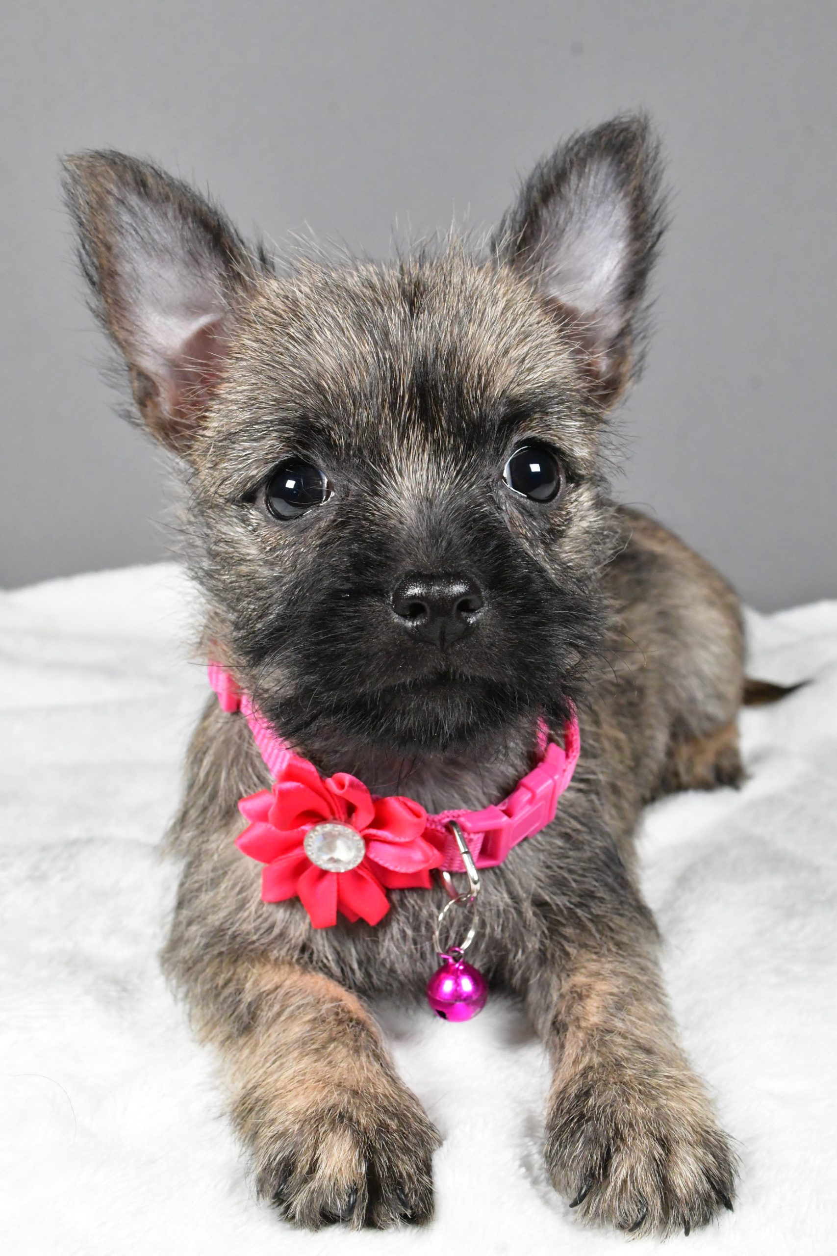 Miss Sasha The Cairn Terrier - Image 5