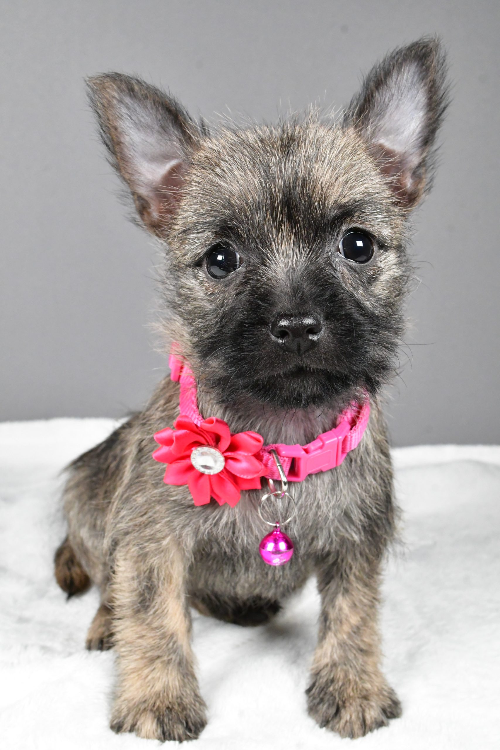 Miss Sasha The Cairn Terrier - Image 3