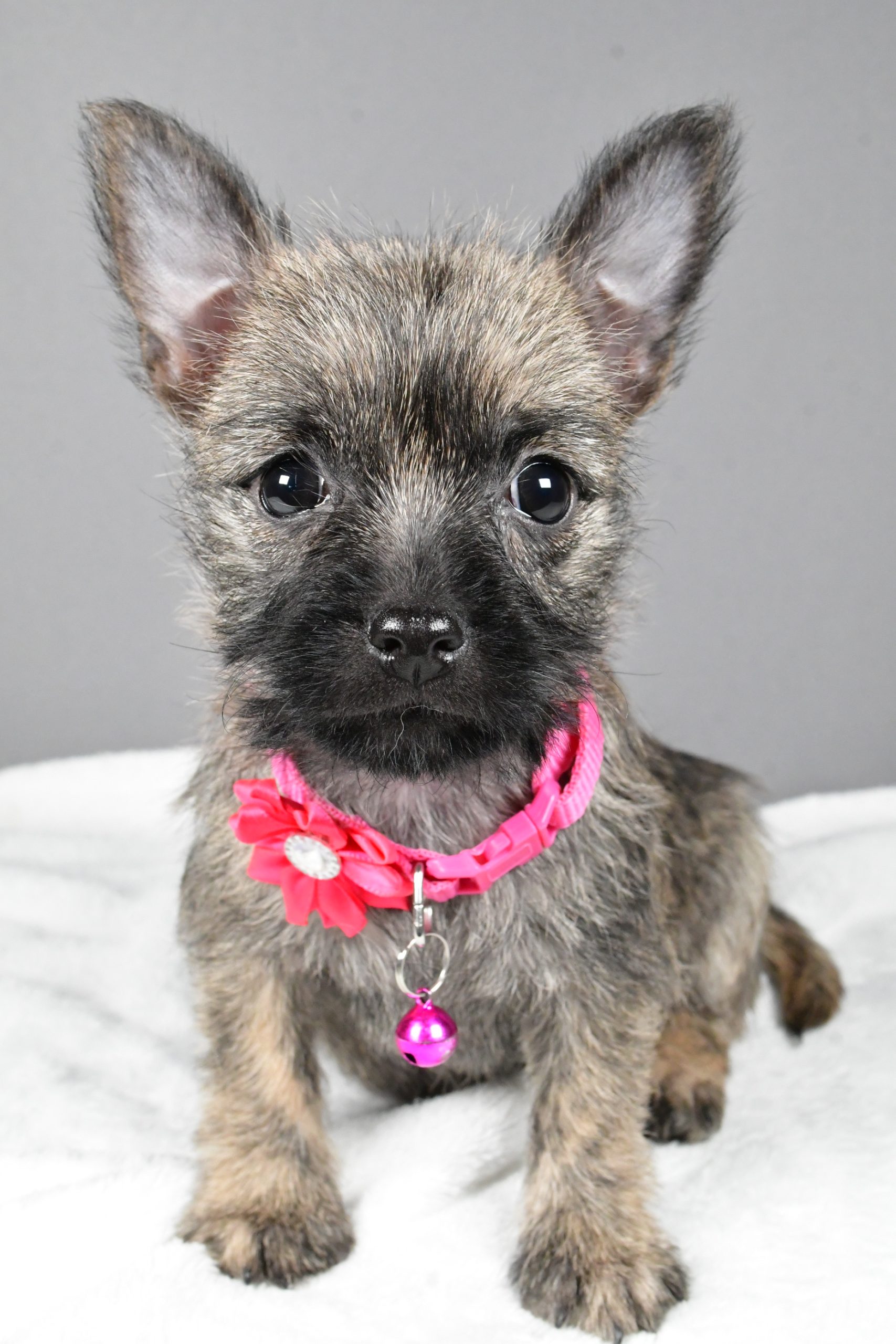 Miss Sasha The Cairn Terrier