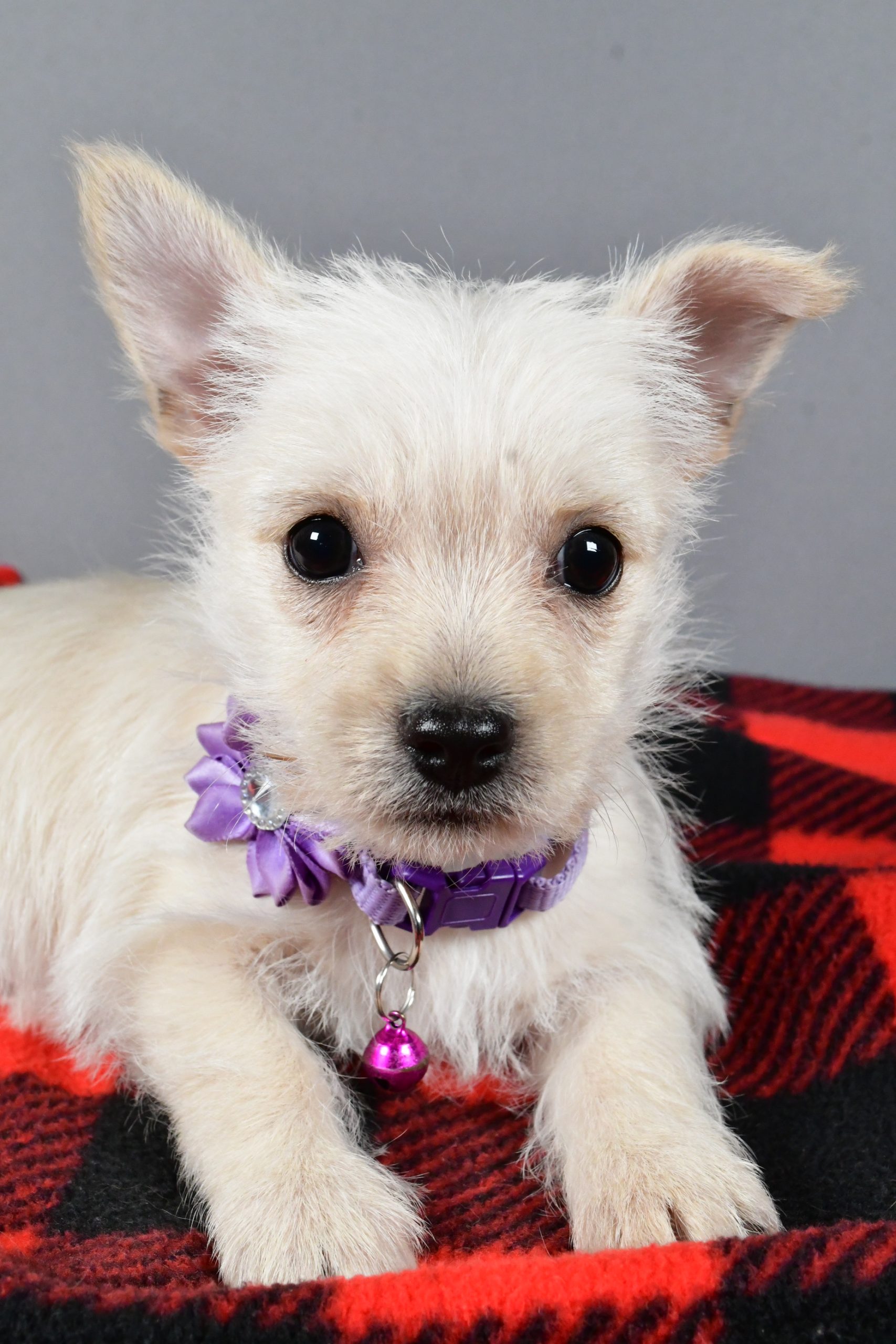 Miss Sox The Cairn Terrier - Image 4